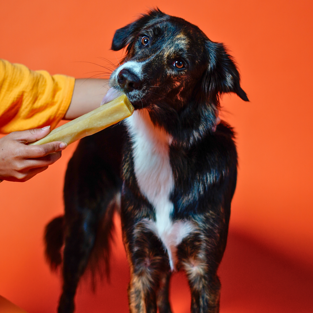 Pumpkin Cheese Chews for Dogs - Elite Pet Collective