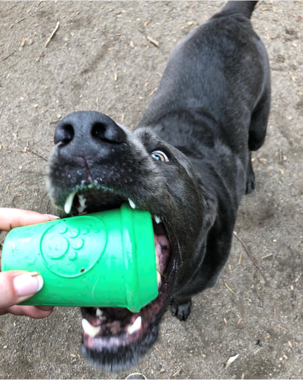 Coffee Cup Rubber Dog Chew Toy for Power Chewers | Treat Dispenser | USA Made - Elite Pet Collective