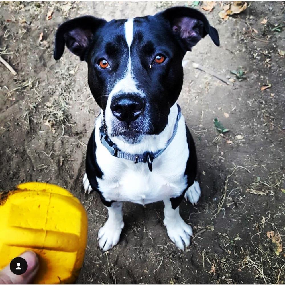 Gear eDispenser Yak Chew Holder - Durable Rubber Treat Pocket | USA Made - Elite Pet Collective