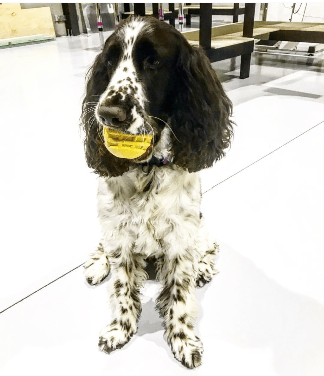Industrial Dog Ball Rubber Chew Toy for Heavy Chewers | Yellow | USA Made | SodaPup - Elite Pet Collective