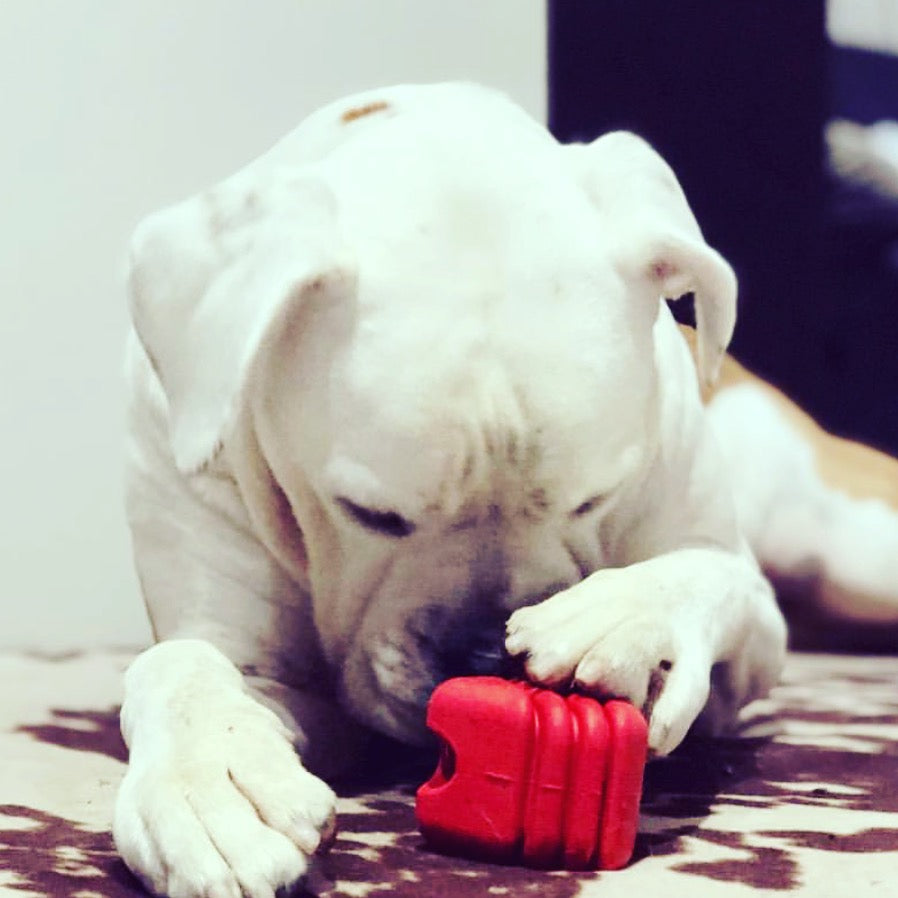 Heart on a String Dog Toy - Durable Rubber Tug Toy for Large Dogs | USA Made - Elite Pet Collective