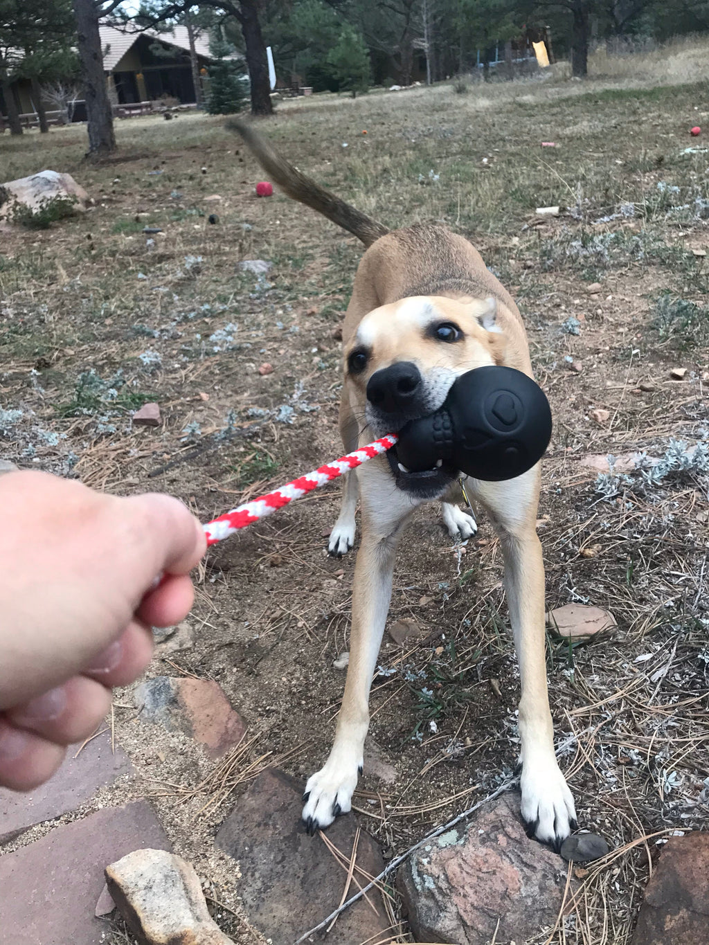 USA-K9 Magnum Skull - Black Magnum Rubber Chew Toy for Extreme Chewers | USA Made - Elite Pet Collective