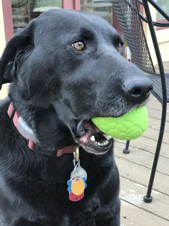 Dinosaur Egg Dog Chew Toy & Treat Dispenser - USA Made | SodaPup - Elite Pet Collective