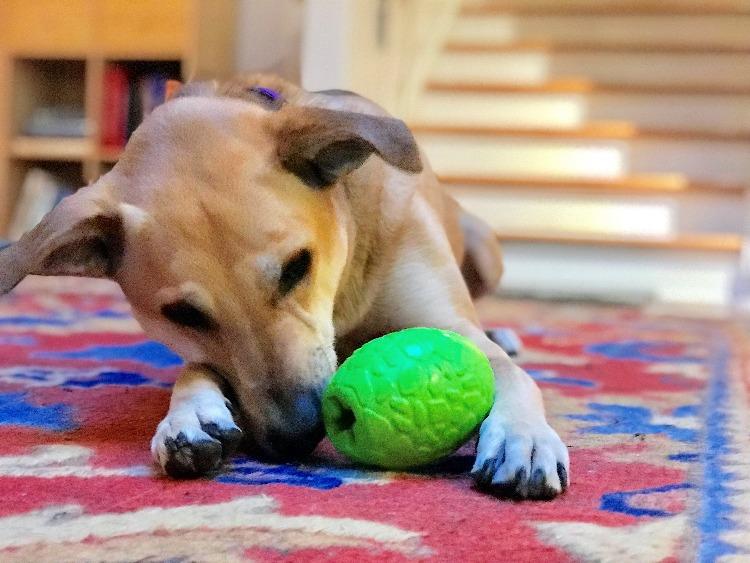 Dinosaur Egg Dog Chew Toy & Treat Dispenser - USA Made | SodaPup - Elite Pet Collective