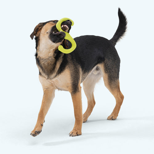 Bumi Ruby - Elite Pet Collective