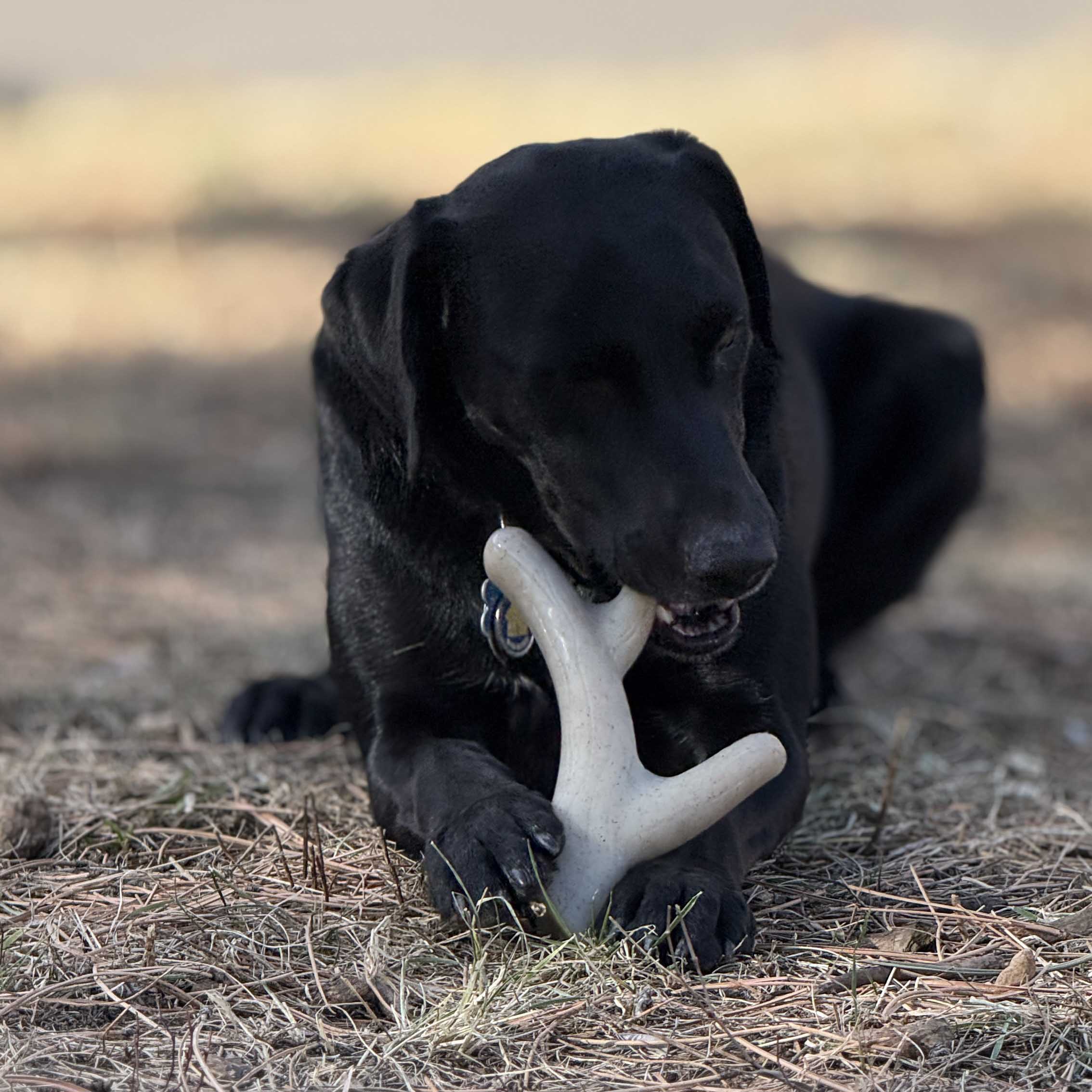 Ever Antler Nylon Chew Bone | Elk Antler Shaped Dog Toy for Aggressive Chewers | SodaPup - Elite Pet Collective