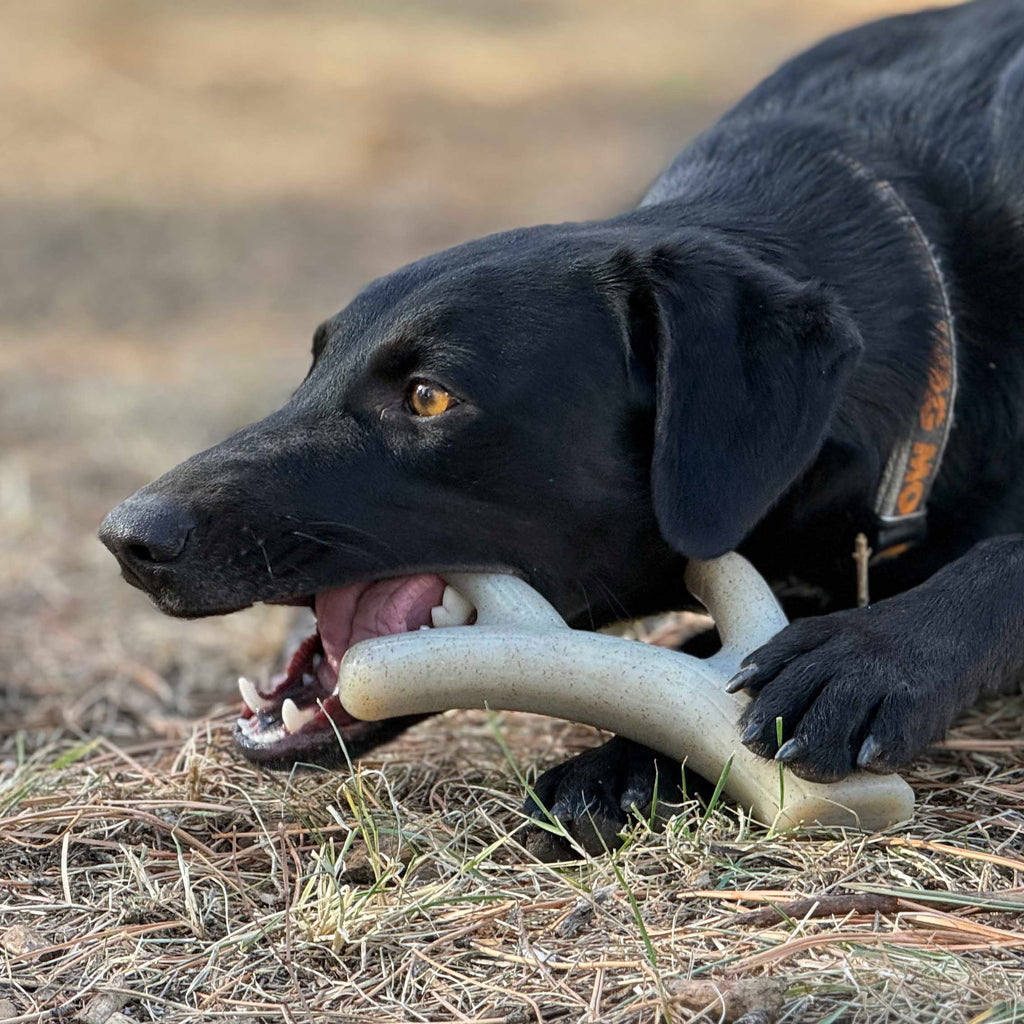 Ever Antler Nylon Chew Bone | Elk Antler Shaped Dog Toy for Aggressive Chewers | SodaPup - Elite Pet Collective