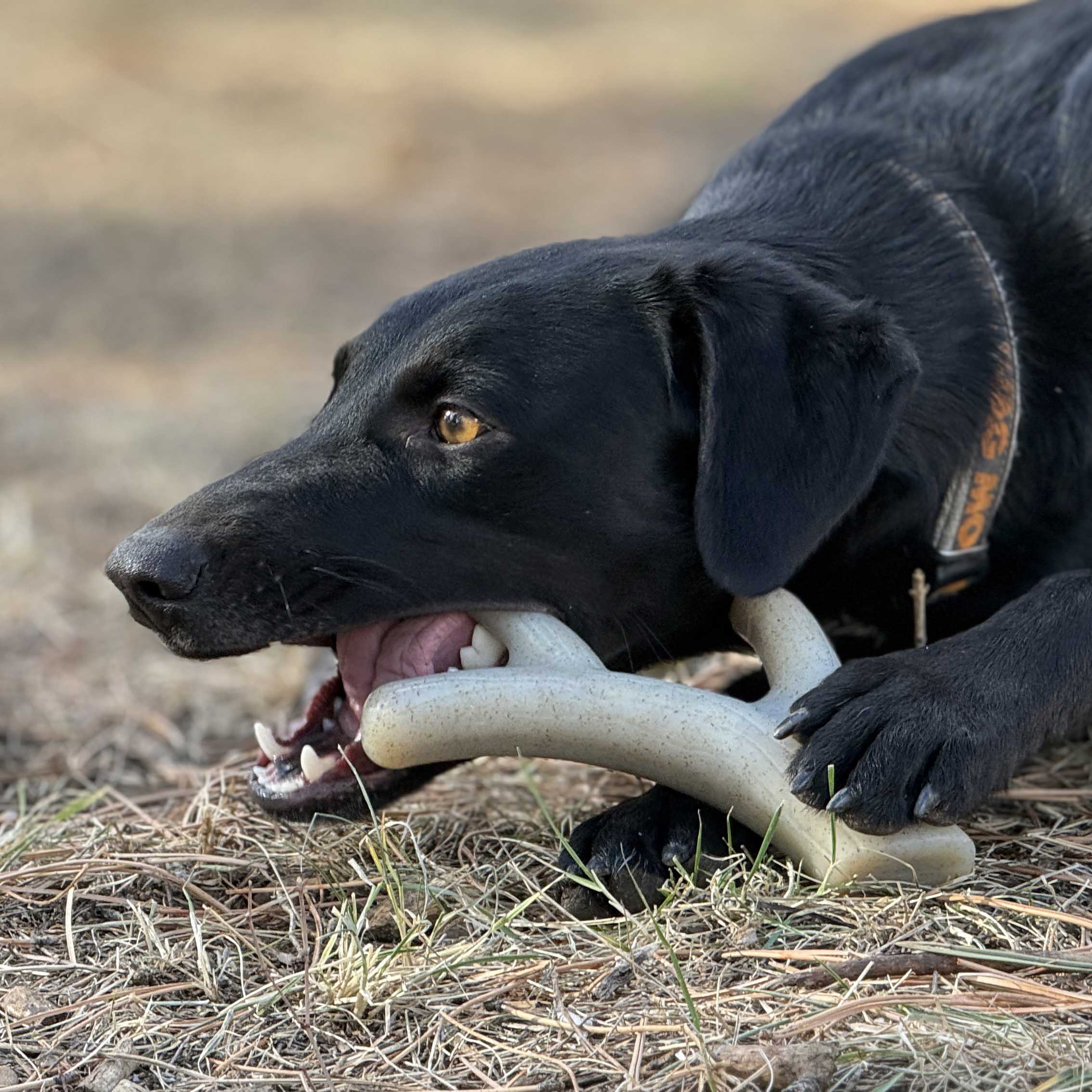 Ever Antler Nylon Chew Bone | Elk Antler Shaped Dog Toy for Aggressive Chewers | SodaPup - Elite Pet Collective
