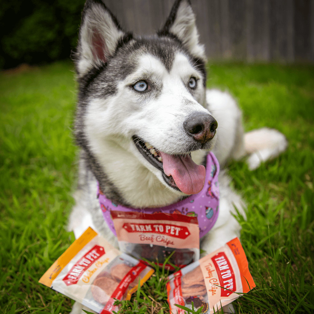 Snack Pack Dog Treat Sampler - Elite Pet Collective