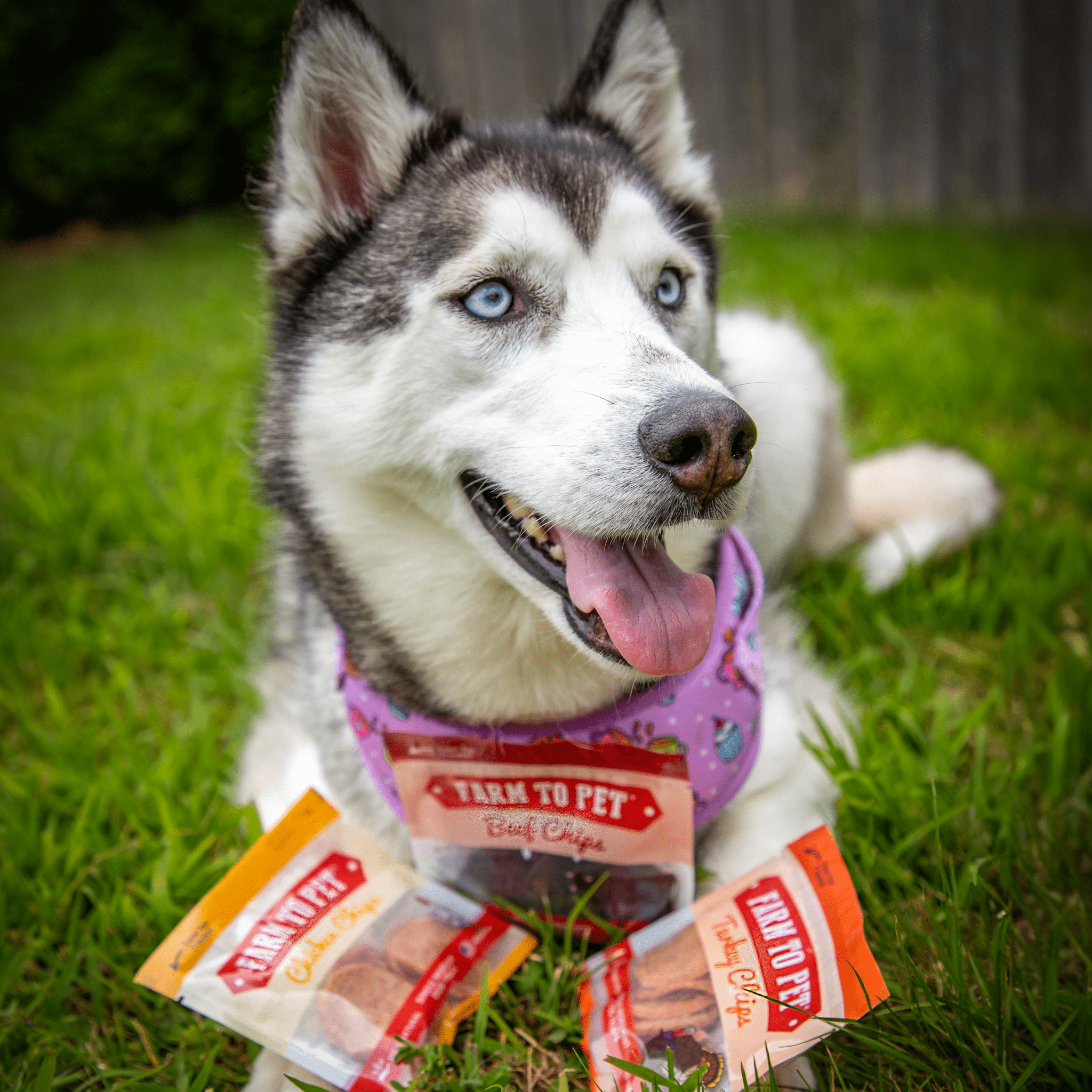 Snack Pack Dog Treat Sampler - Elite Pet Collective