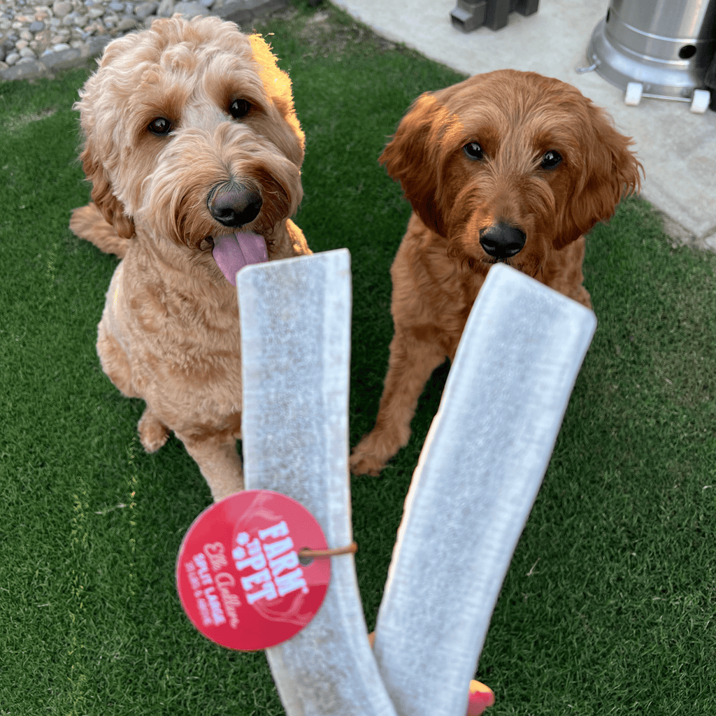 Elk Antler Dog Chews | All-Natural Whole and Split Elk Antler Chews for Dogs - Elite Pet Collective