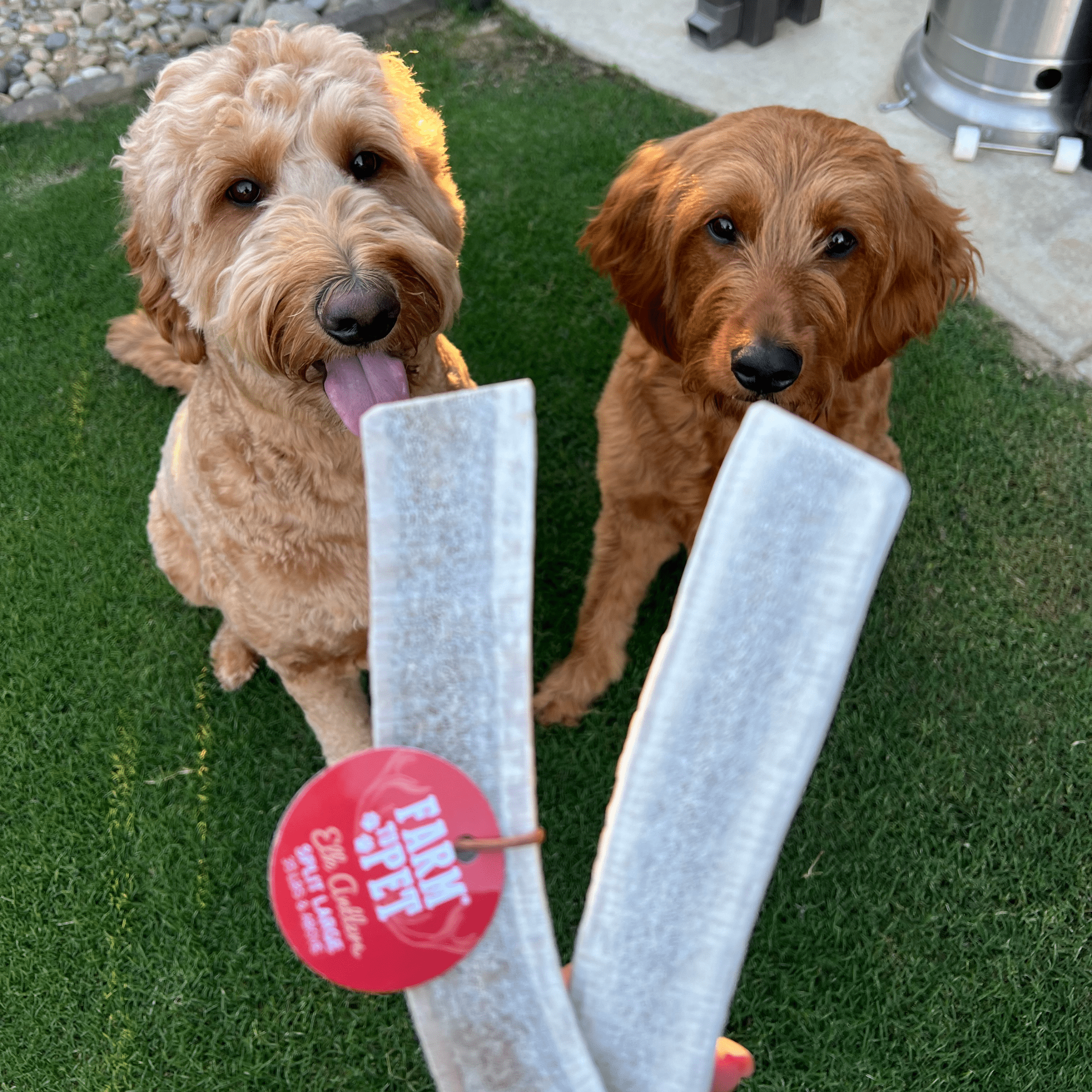 Elk Antler Dog Chews | All-Natural Whole and Split Elk Antler Chews for Dogs - Elite Pet Collective