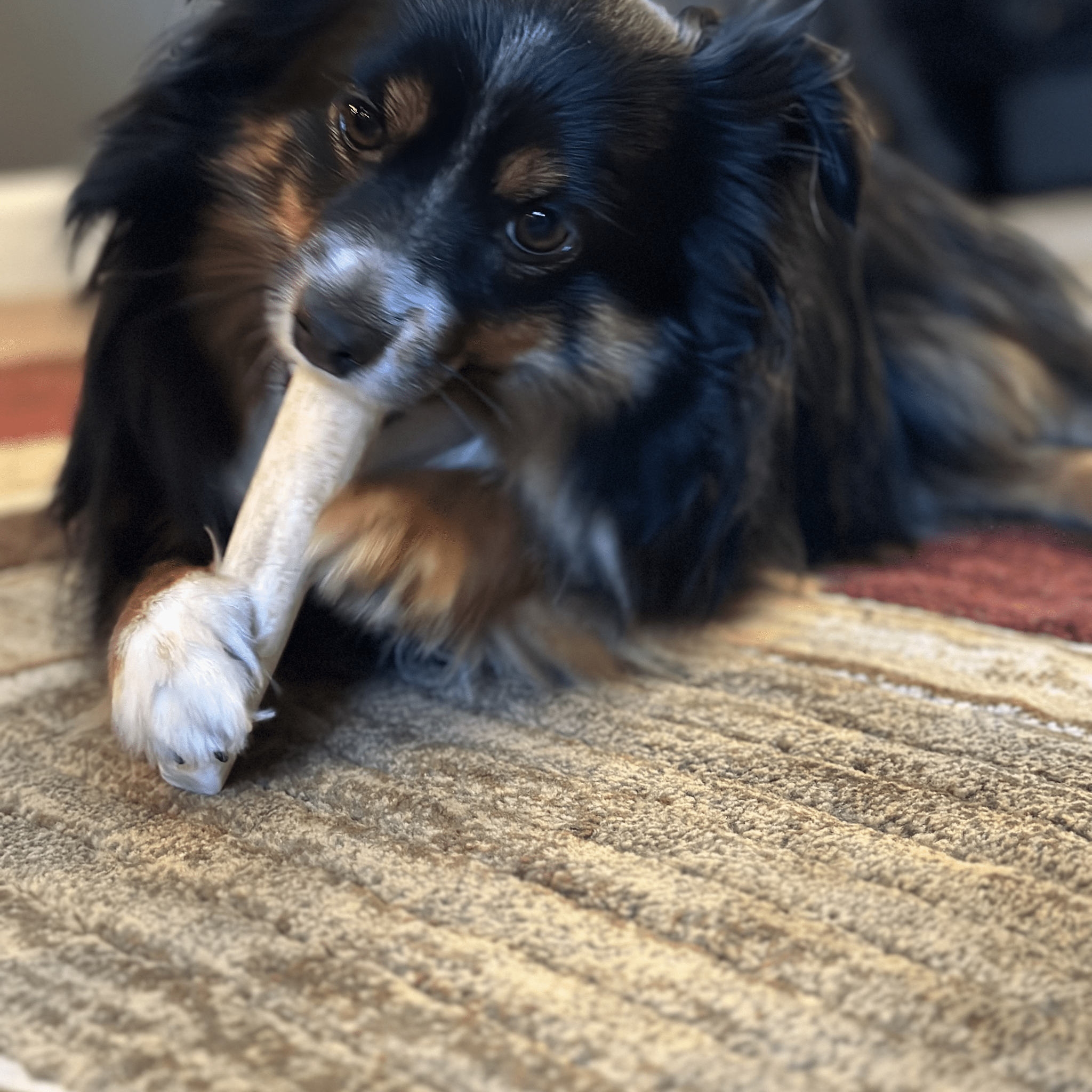 Elk Antler Dog Chews | All-Natural Whole and Split Elk Antler Chews for Dogs - Elite Pet Collective