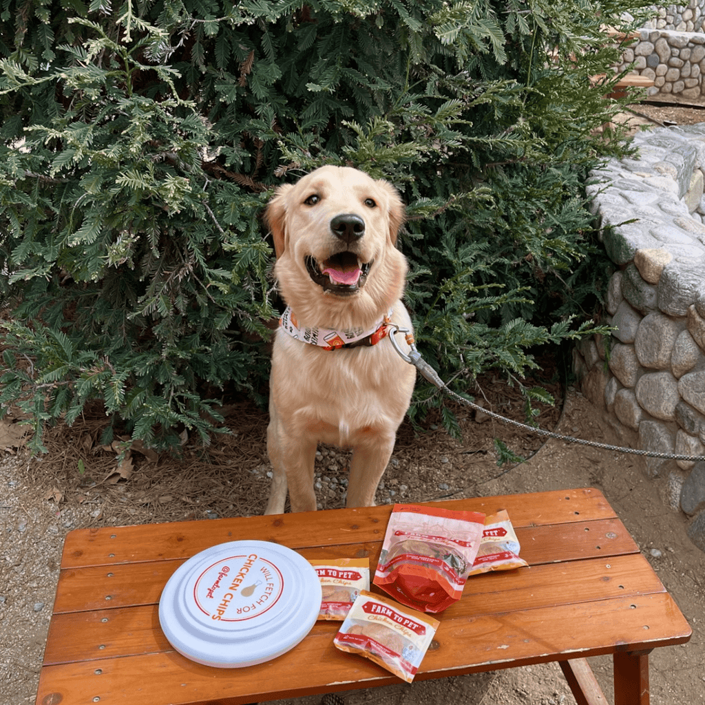 Will Fetch for Chicken Chips Dog Frisbee | Fun Toy for Dogs and Humans - Elite Pet Collective