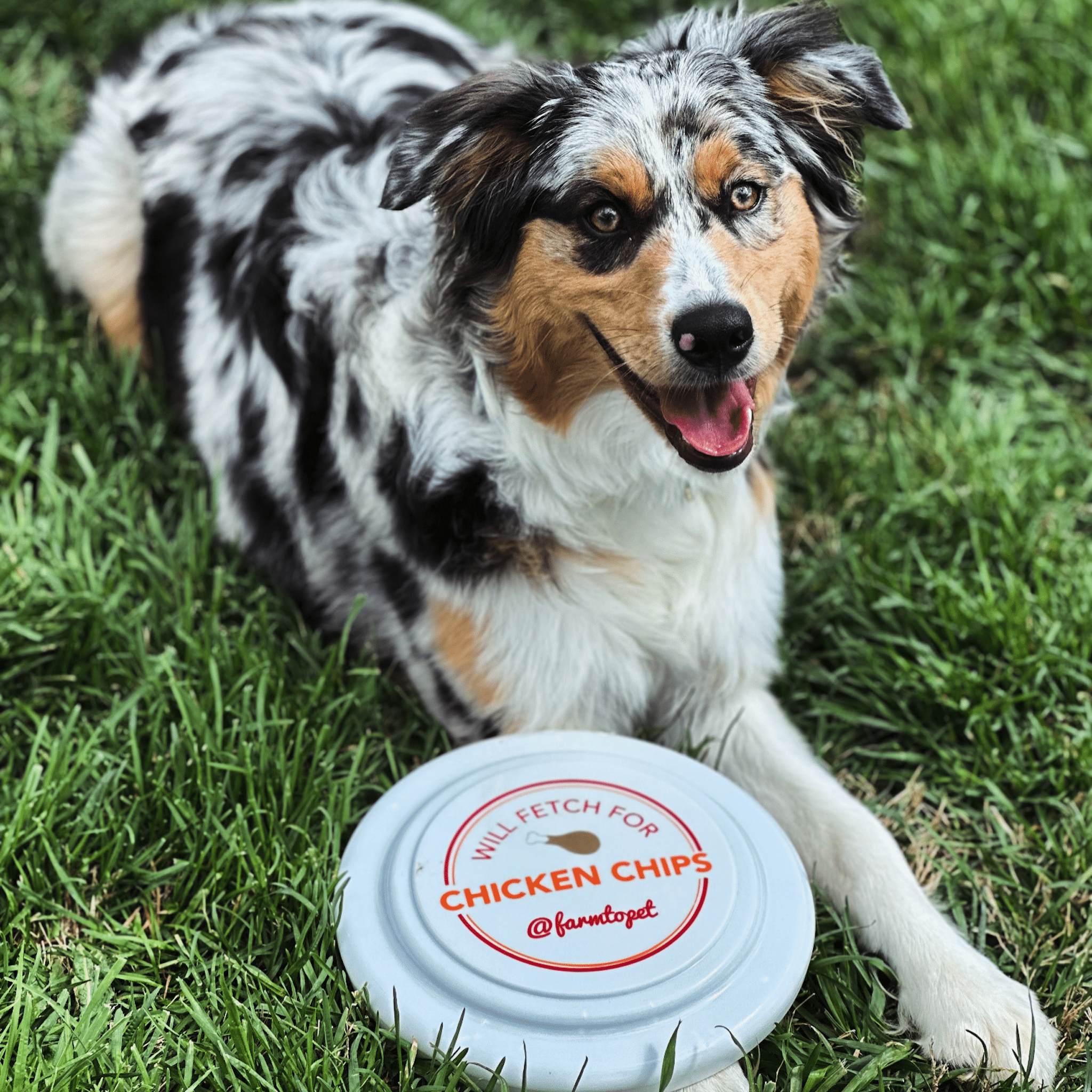 Will Fetch for Chicken Chips Dog Frisbee | Fun Toy for Dogs and Humans - Elite Pet Collective