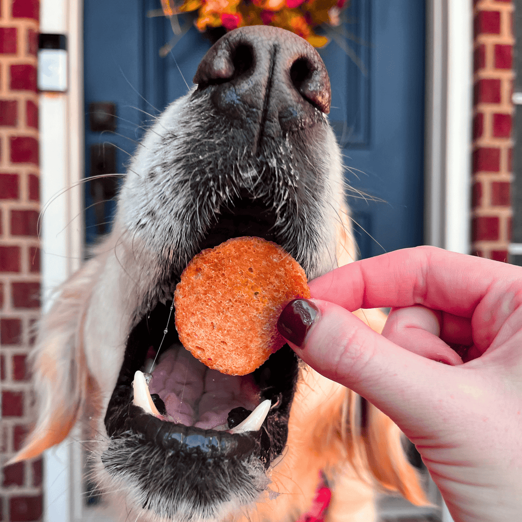 Turkey Feast Chips for Dogs - Elite Pet Collective