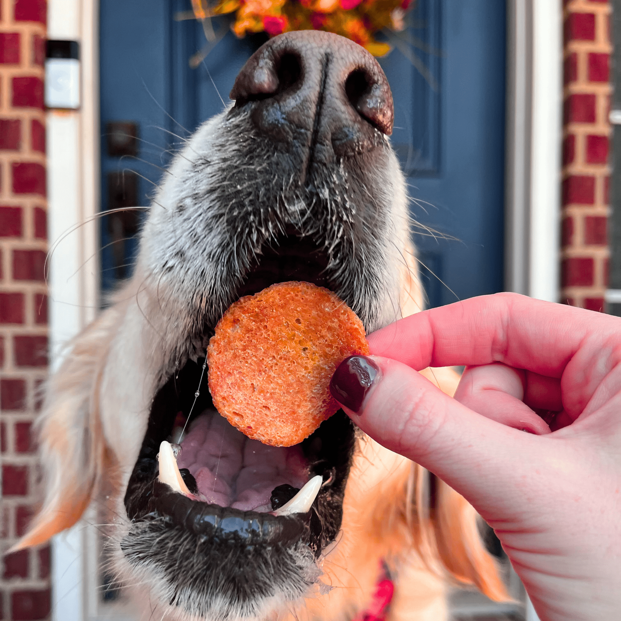 Turkey Feast Chips for Dogs - Elite Pet Collective