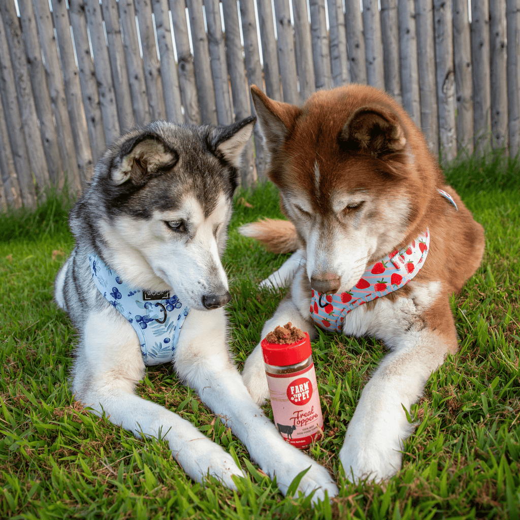 Treat Topper Beef Dog Food Topper | Powdered Meal Topper for Pets - Elite Pet Collective
