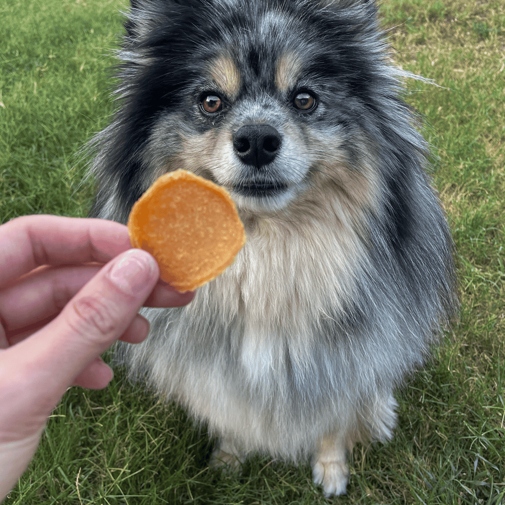 Chicago Chicken Chips for Dogs | Dog Treats To Celebrate Our Hometown - Elite Pet Collective