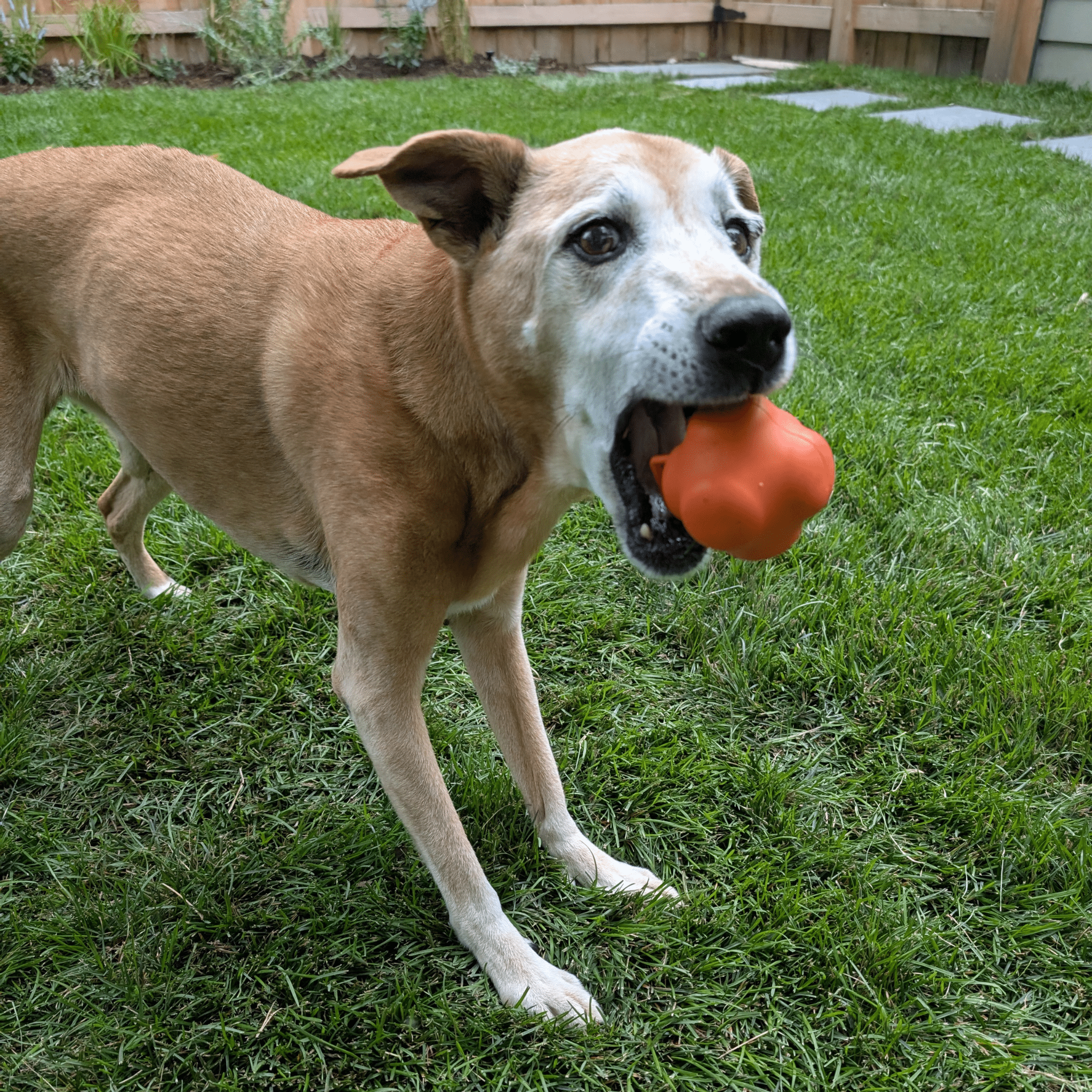 Dog Fetch Balls - Elite Pet Collective