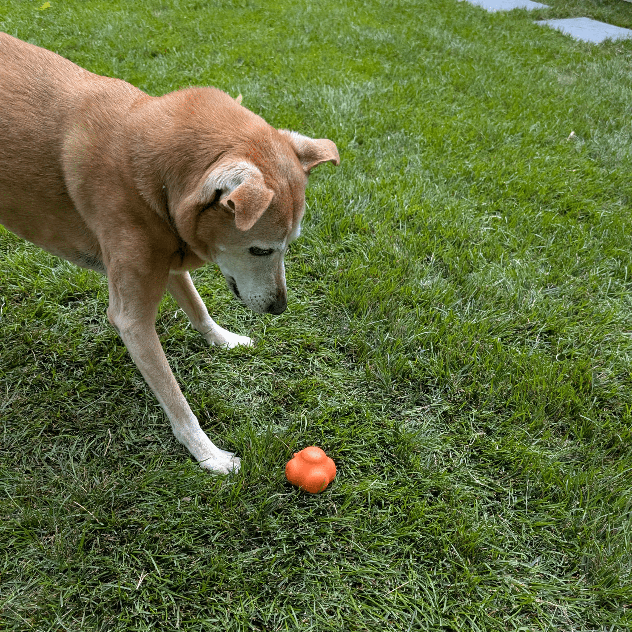 Dog Fetch Balls - Elite Pet Collective