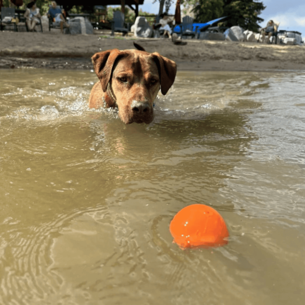 Dog Fetch Balls - Elite Pet Collective