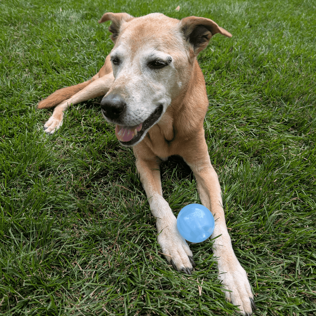 Dog Fetch Balls - Elite Pet Collective