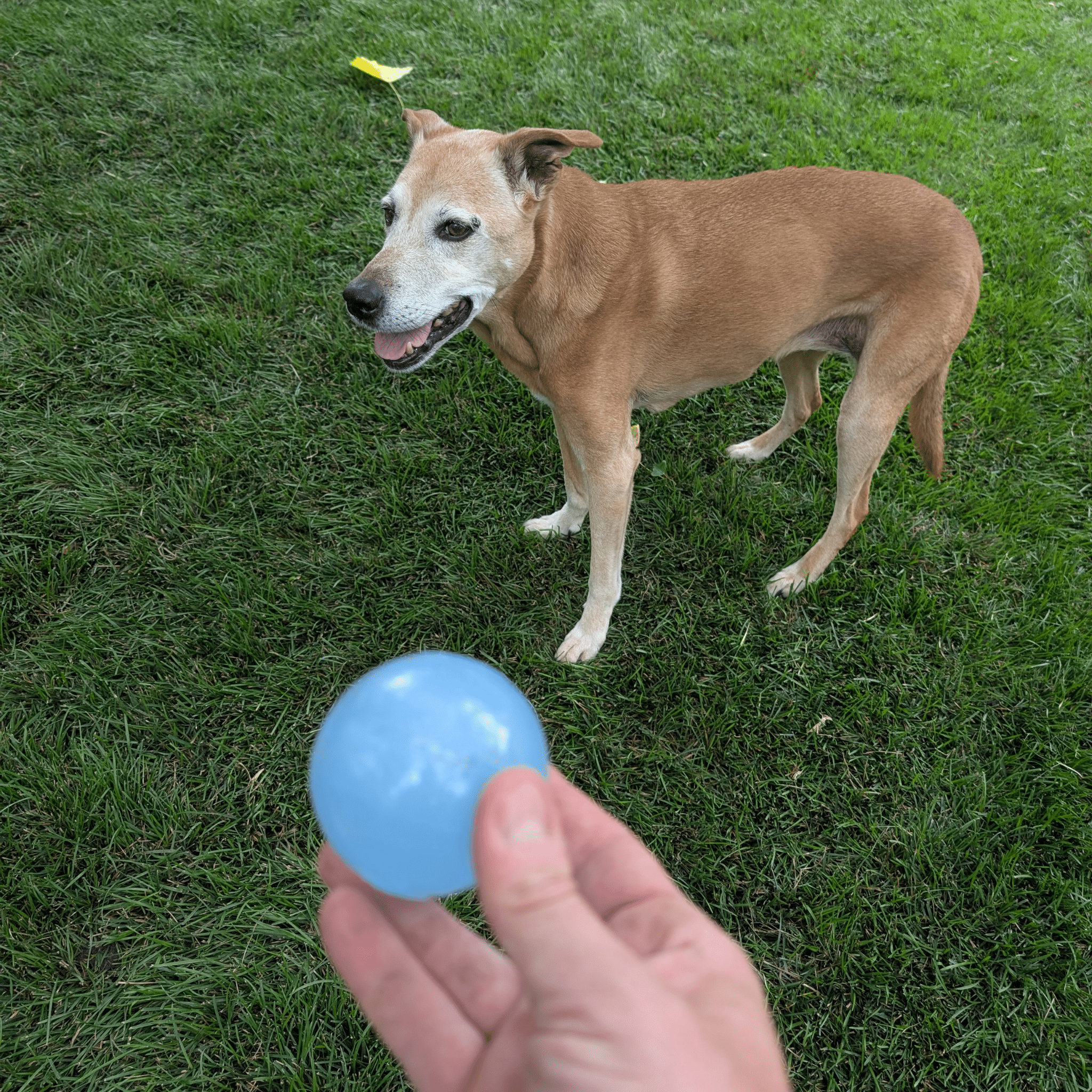 Dog Fetch Balls - Elite Pet Collective