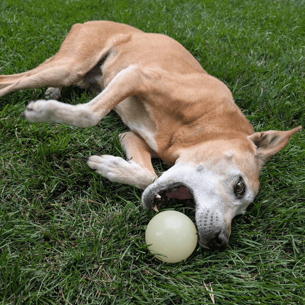 Dog Fetch Balls - Elite Pet Collective