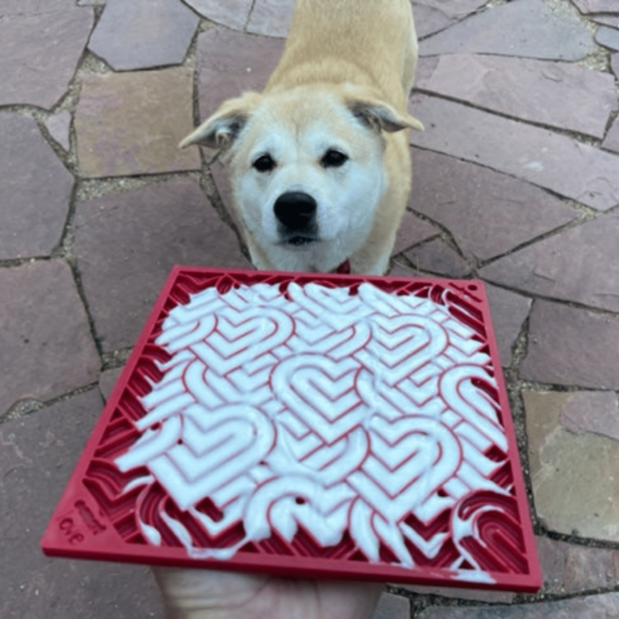 Dog Lick Mats - Elite Pet Collective