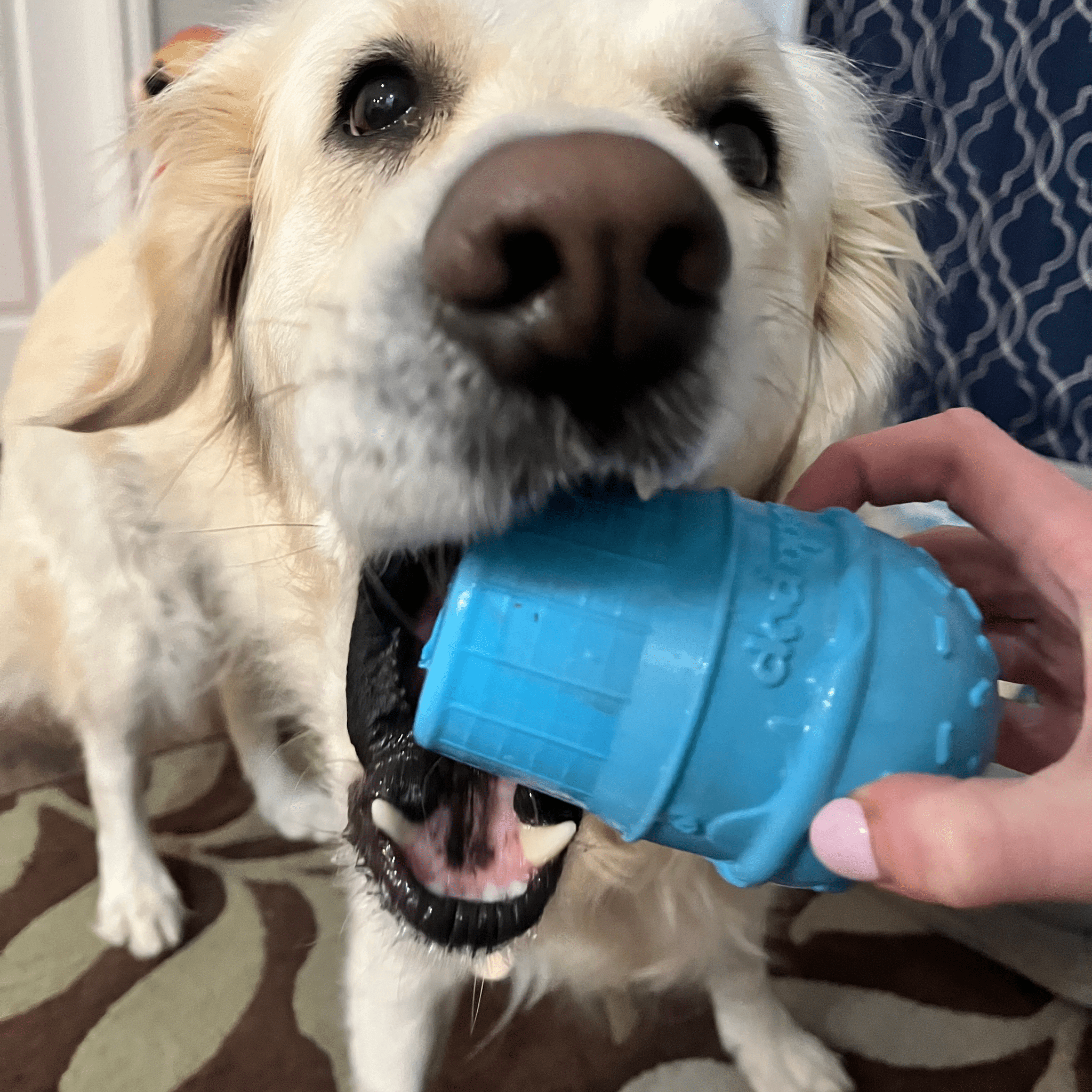 Dog Treat Dispensers - Elite Pet Collective
