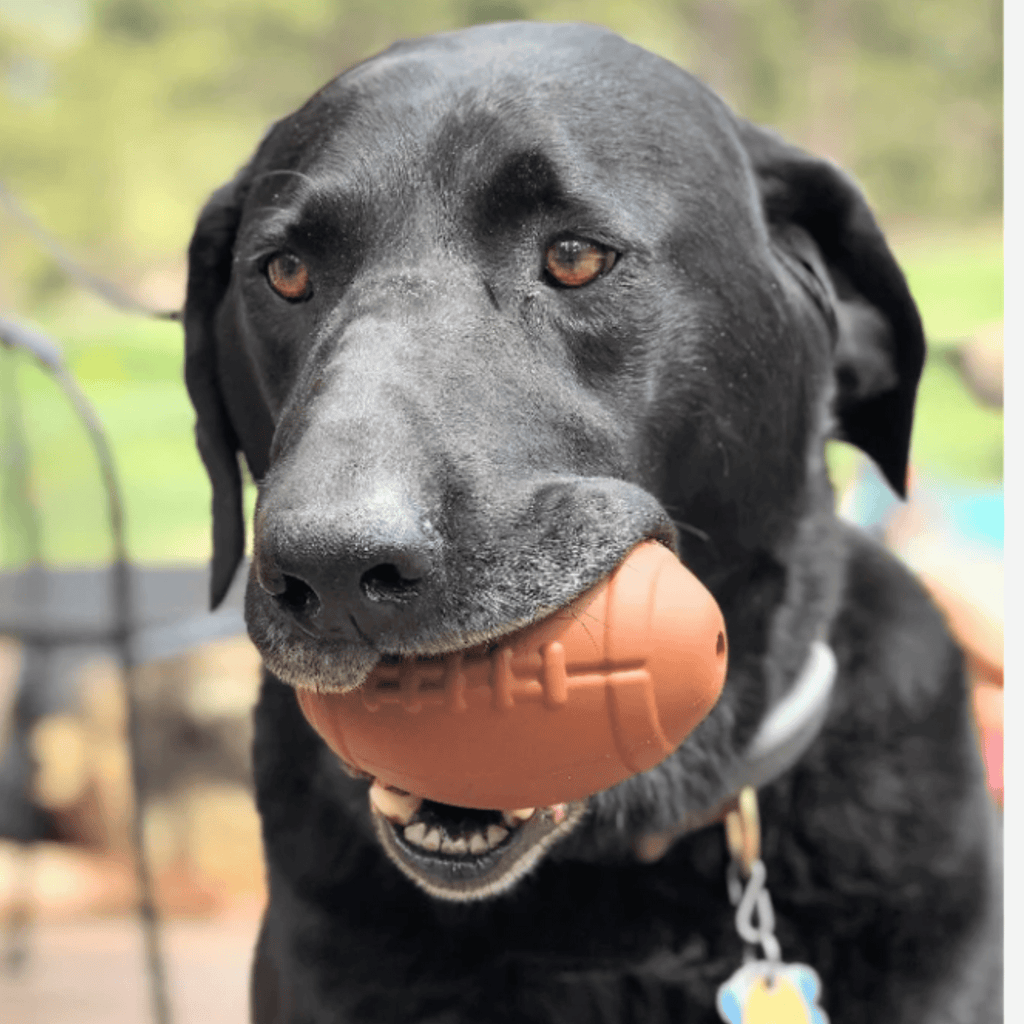 Dog Treat Dispensers - Elite Pet Collective