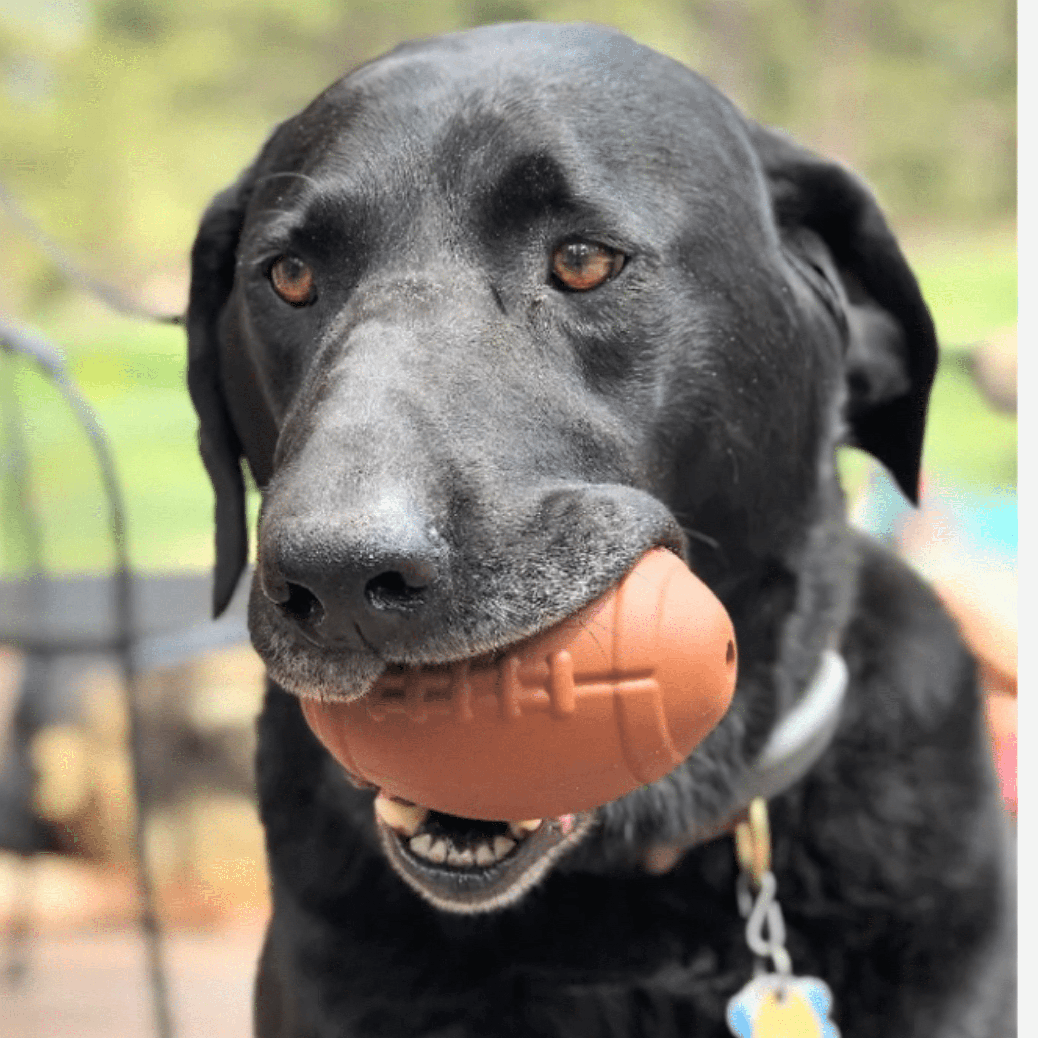 Dog Treat Dispensers - Elite Pet Collective