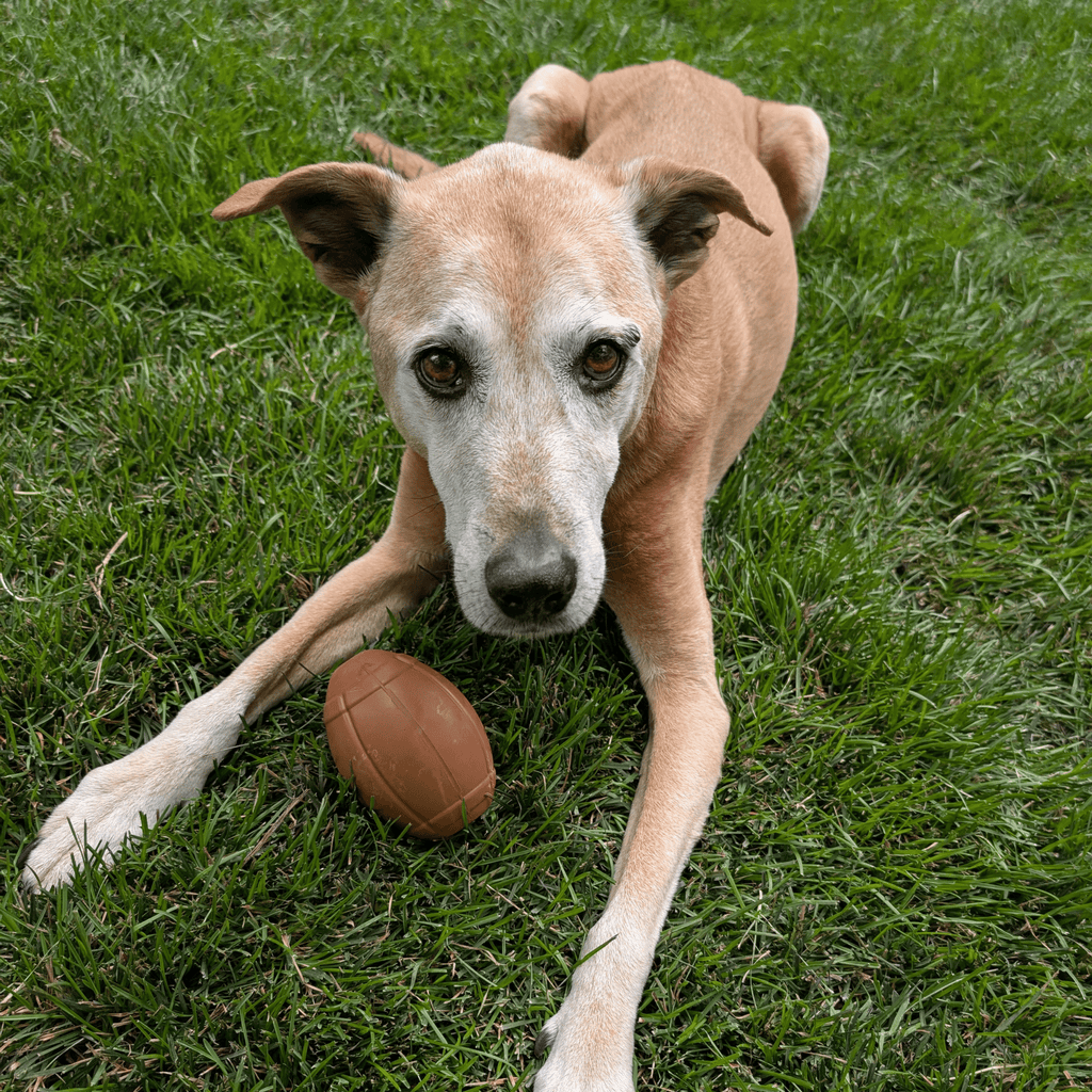 Dog Treat Dispensers - Elite Pet Collective