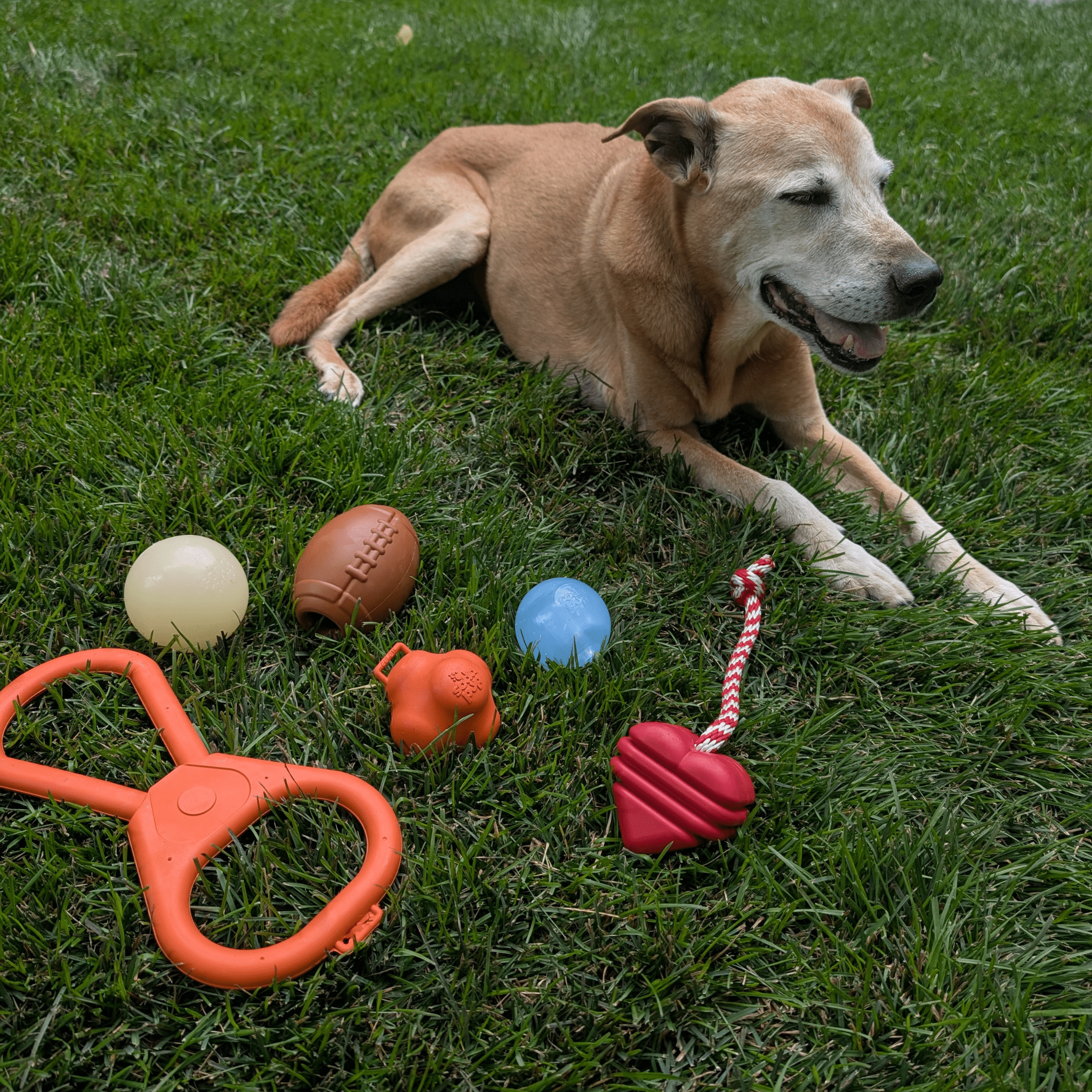 Chew Toys - Elite Pet Collective