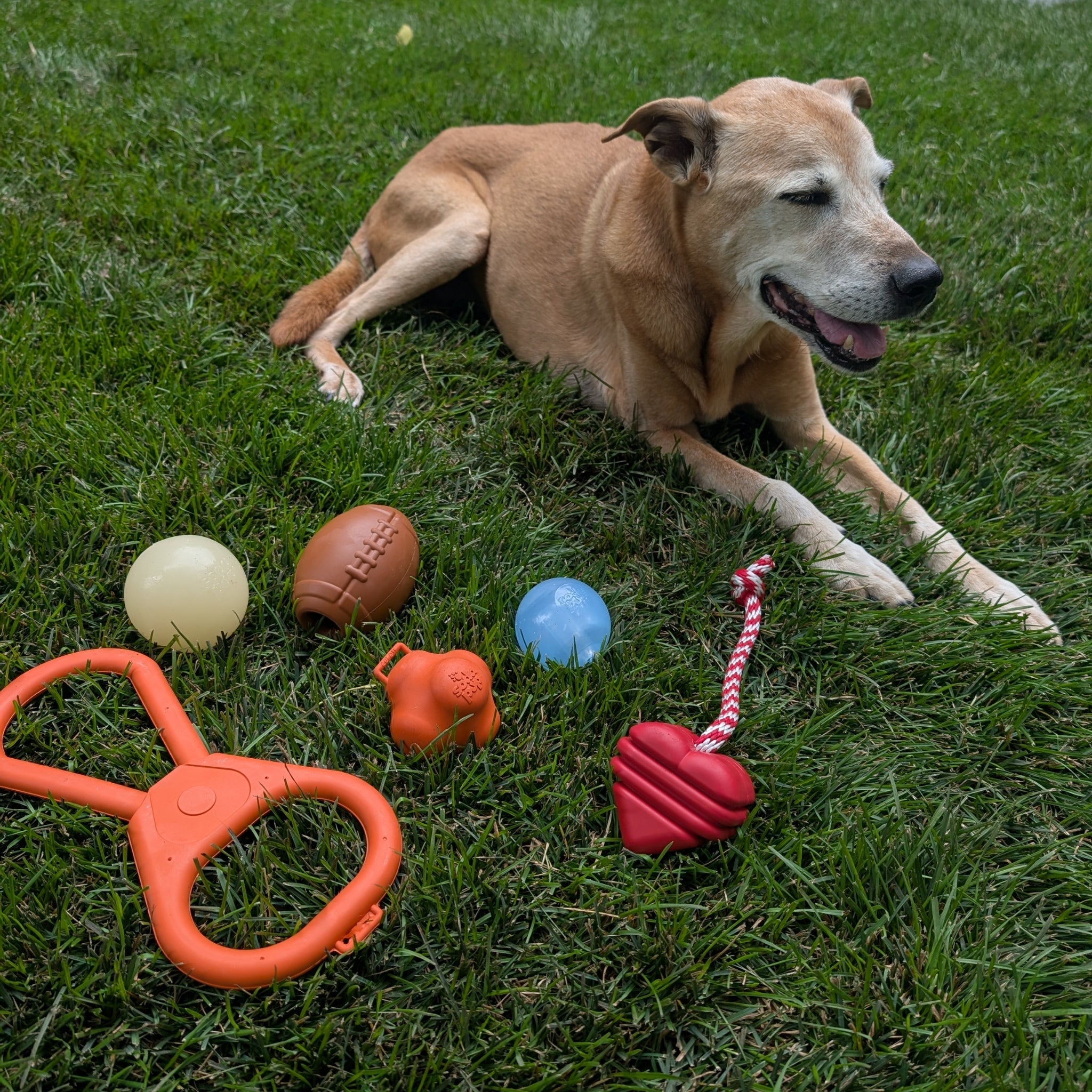 Chew Toys - Elite Pet Collective