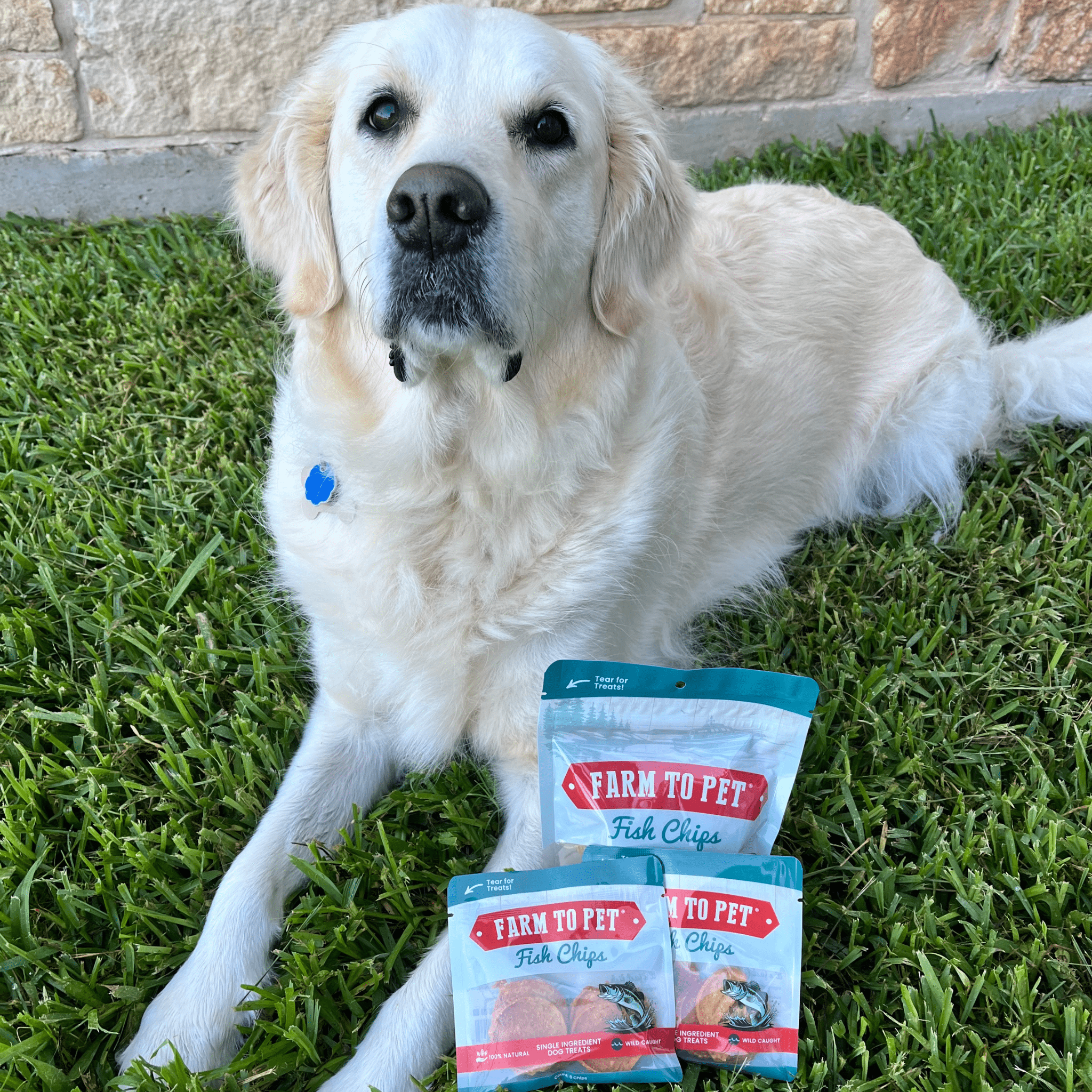 Fish Chips Snack Pack Bundles | Dog Treats for Training & Travel - Elite Pet Collective