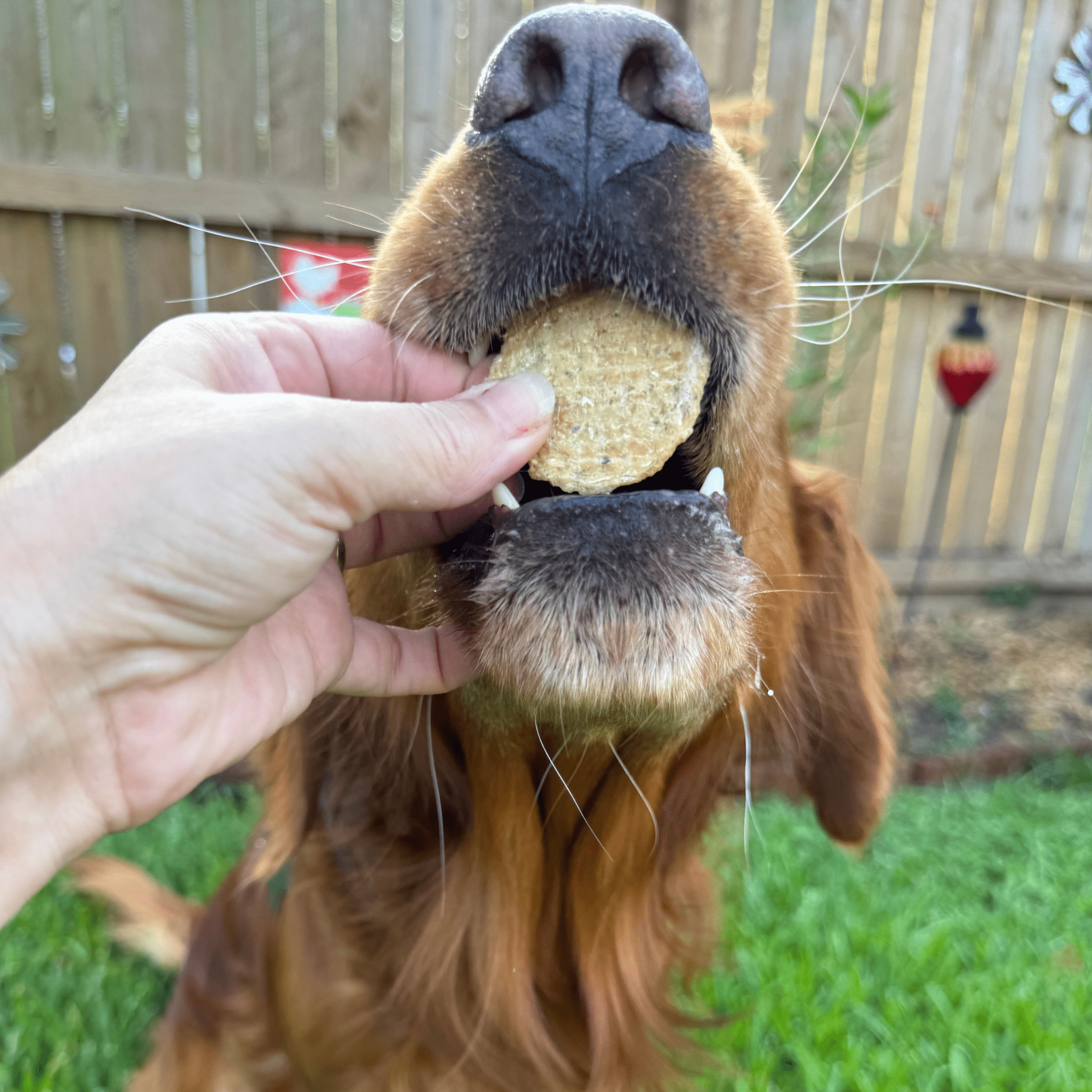 Fish Chips Snack Pack Bundles | Dog Treats for Training & Travel - Elite Pet Collective