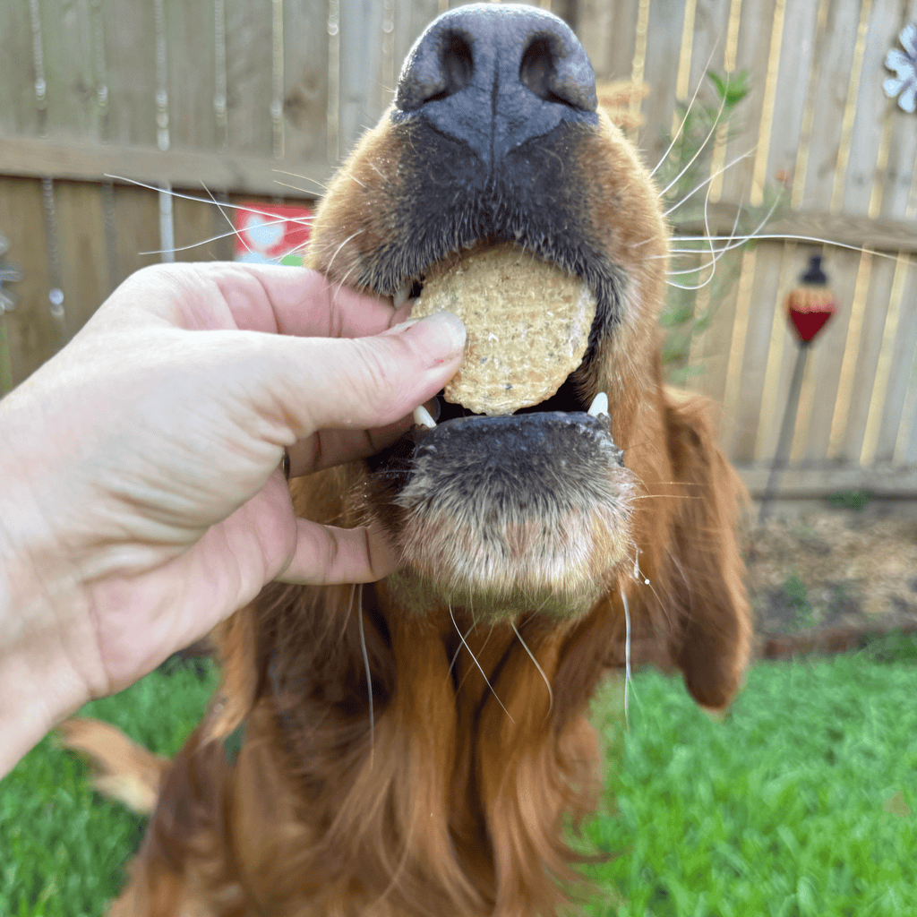 Fish Chips Snack Pack Bundles | Dog Treats for Training & Travel - Elite Pet Collective