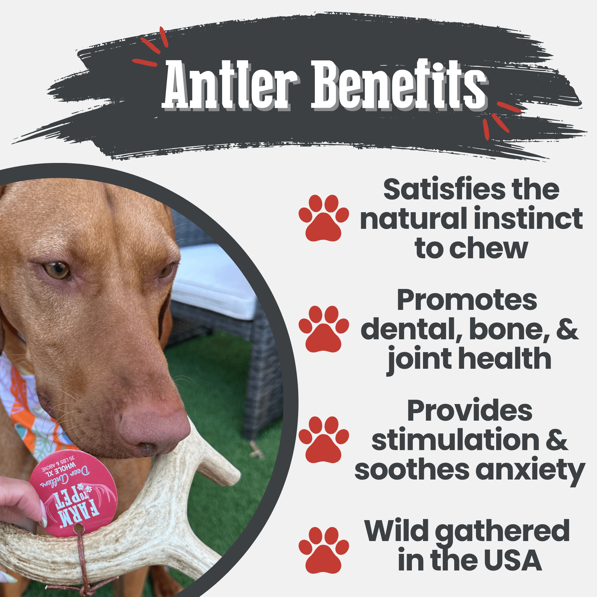 Deer Antler Dog Chews | Organic Chews for Dogs - Elite Pet Collective