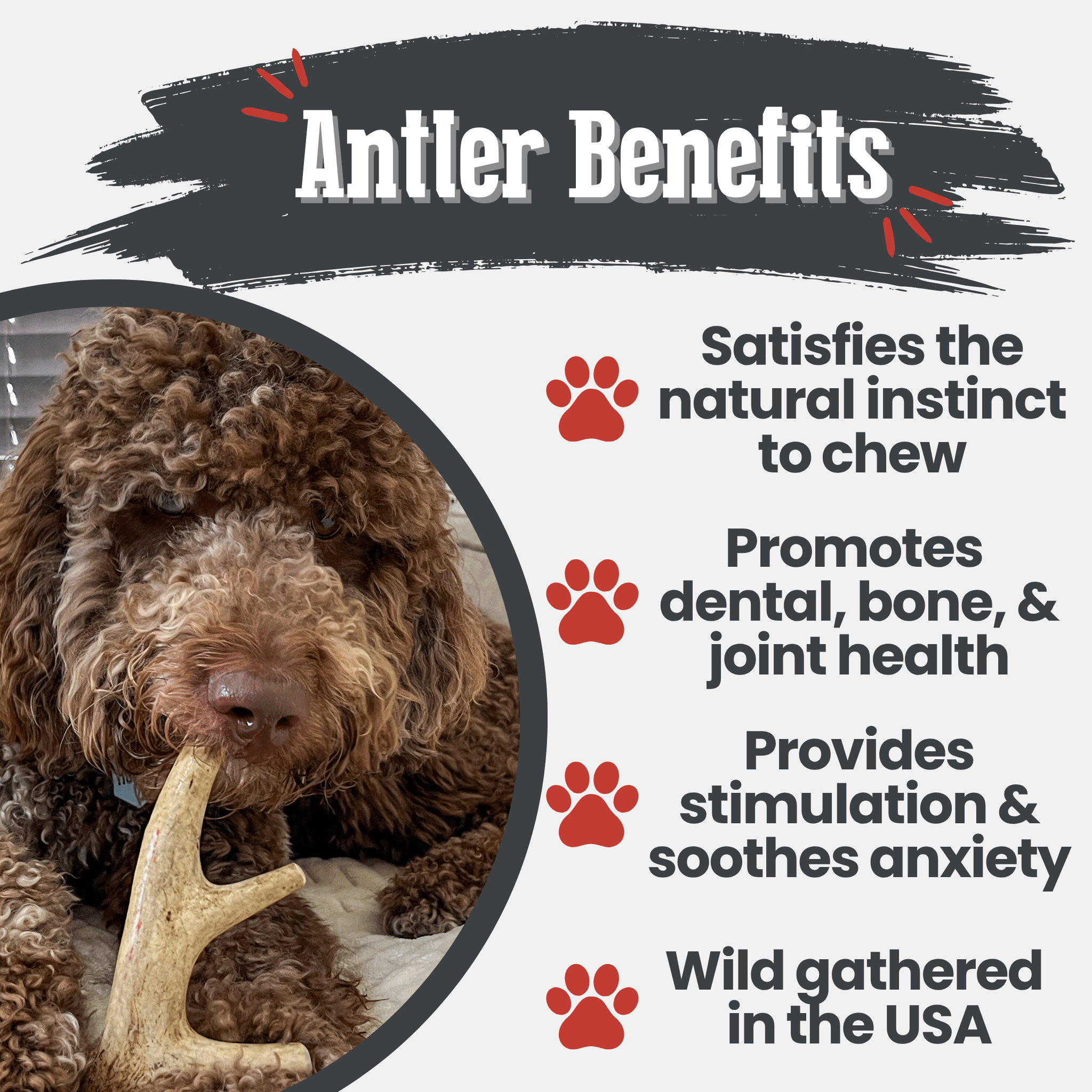 Deer Antler Dog Chews | Organic Chews for Dogs - Elite Pet Collective
