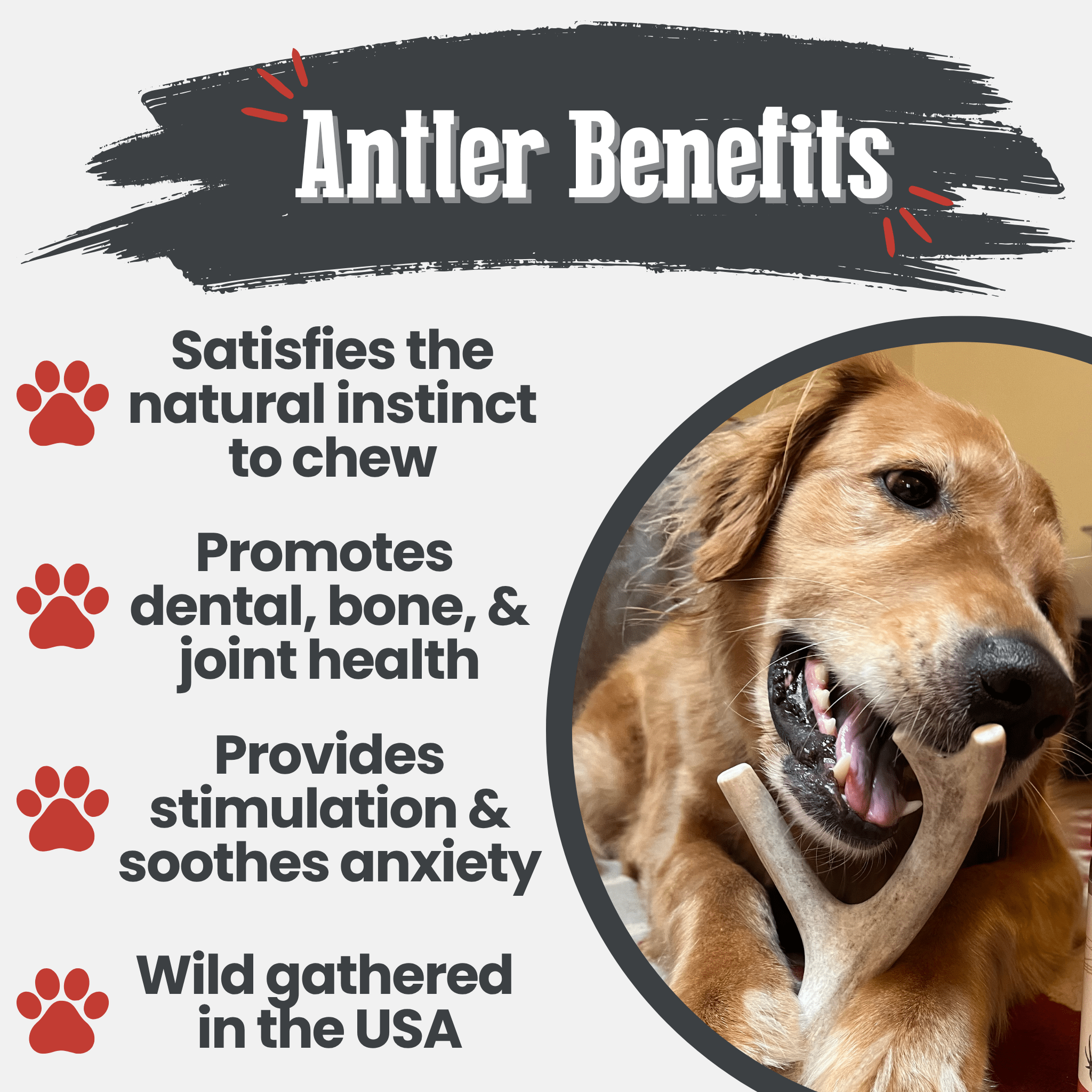 Deer Antler Dog Chews | Organic Chews for Dogs - Elite Pet Collective