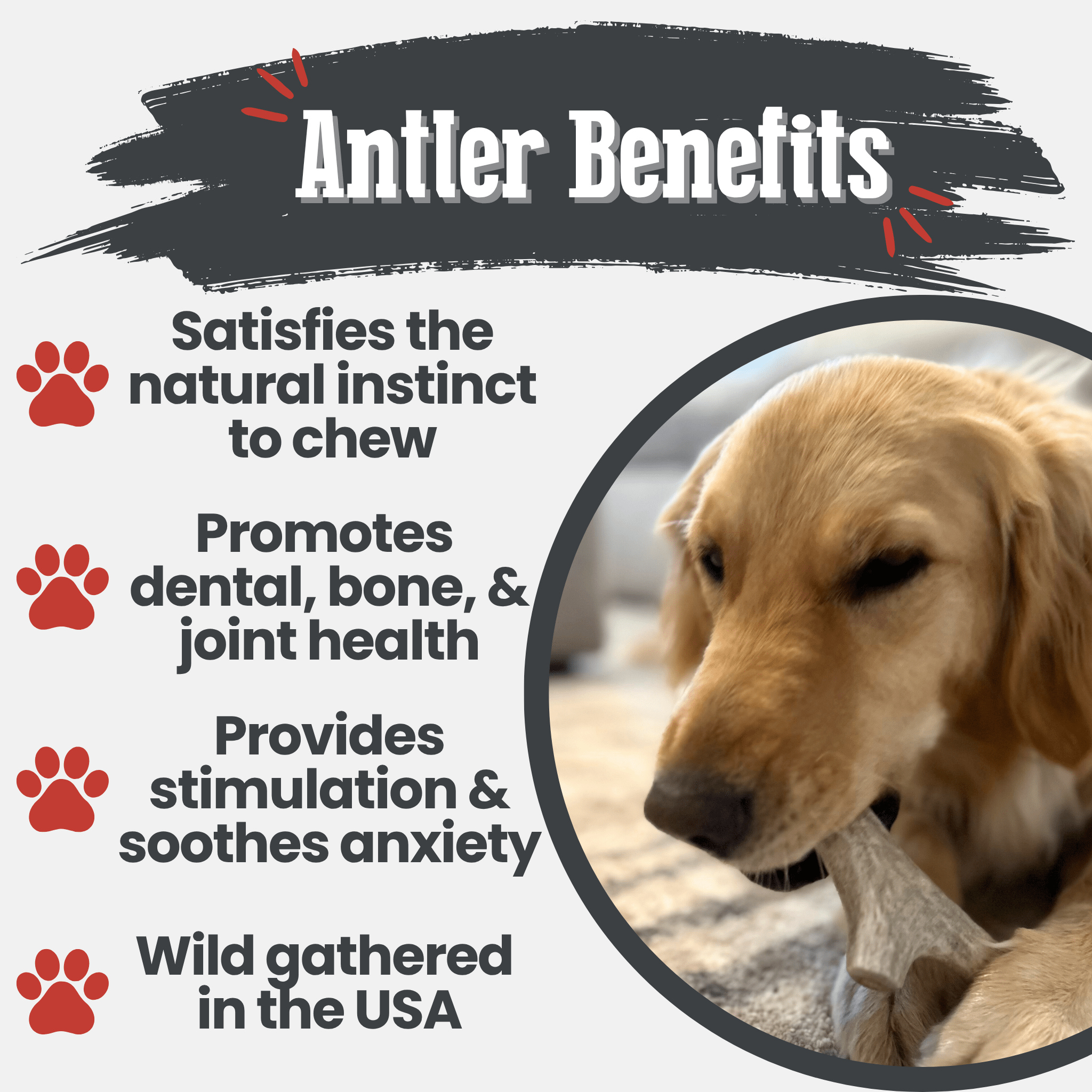 Deer Antler Dog Chews | Organic Chews for Dogs - Elite Pet Collective
