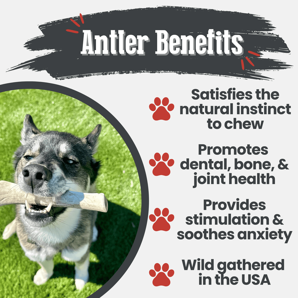 Reindeer Antler Dog Chews | Organic Chews for Dogs - Elite Pet Collective