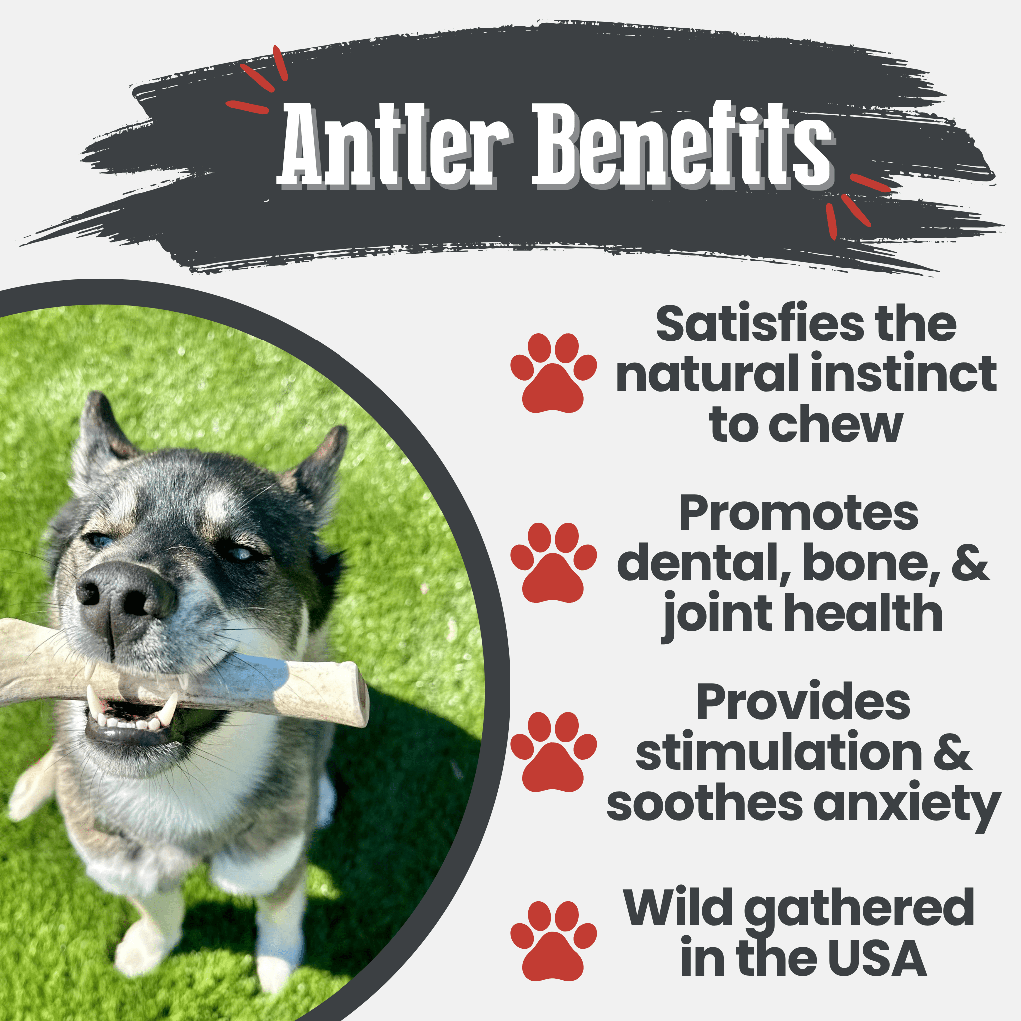 Reindeer Antler Dog Chews | Organic Chews for Dogs - Elite Pet Collective