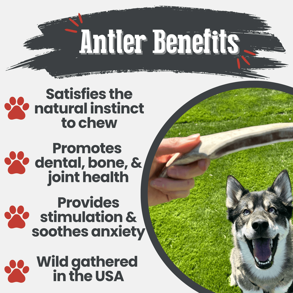 Reindeer Antler Dog Chews | Organic Chews for Dogs - Elite Pet Collective