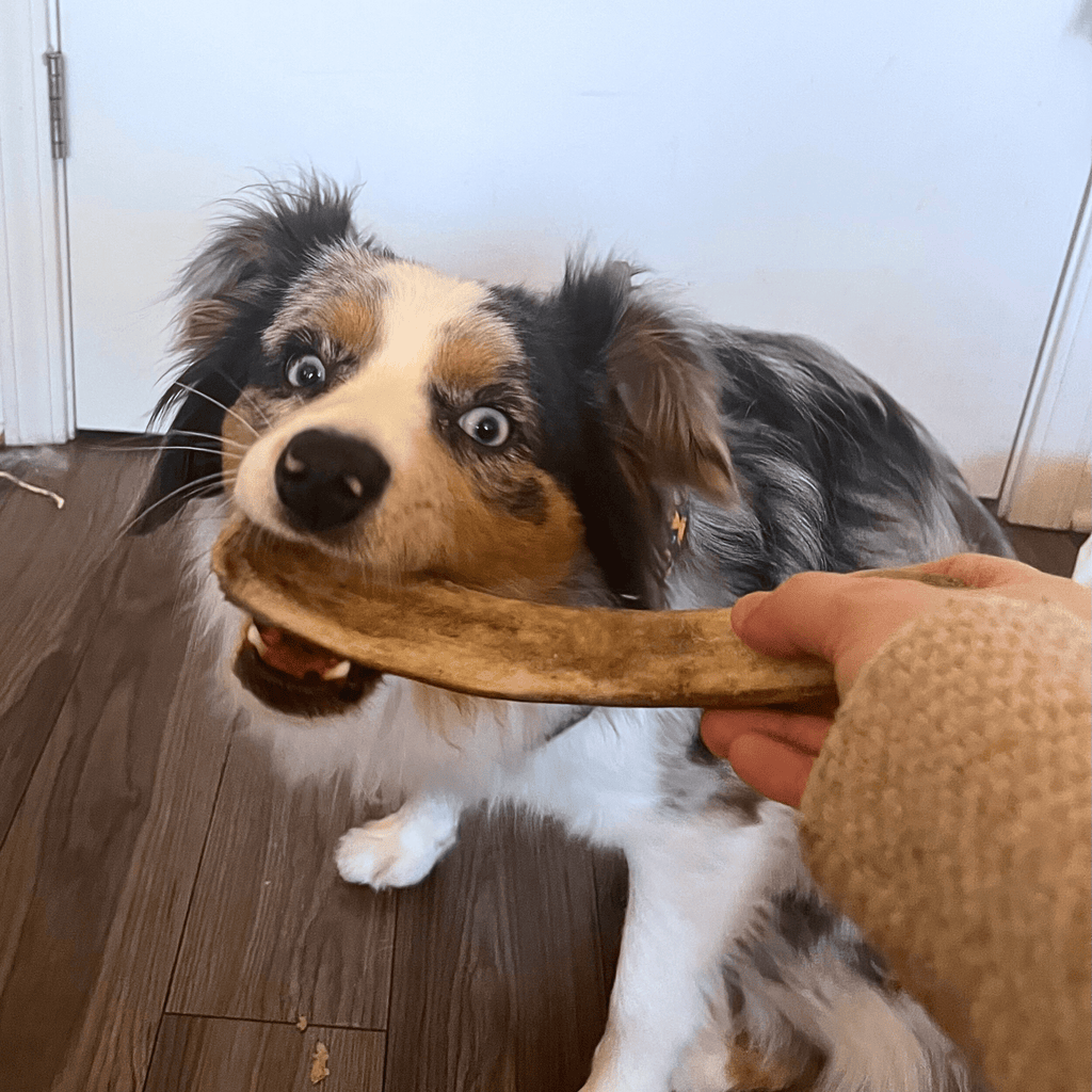 Reindeer Antler Dog Chews | Organic Chews for Dogs - Elite Pet Collective