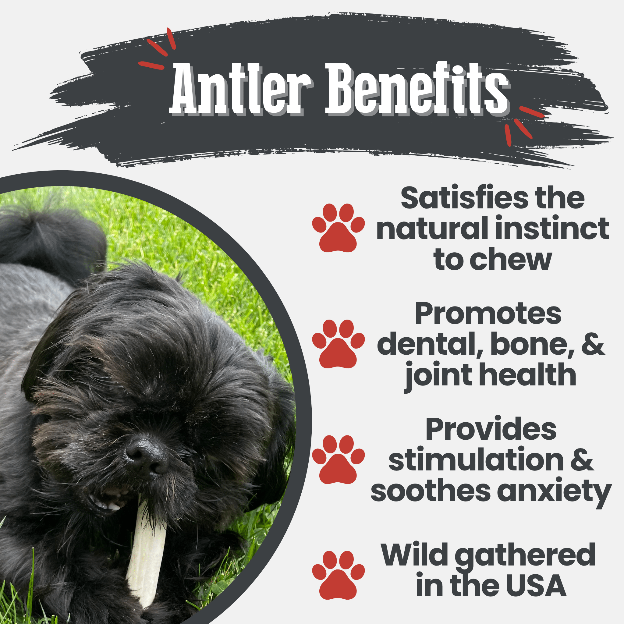 Reindeer Antler Dog Chews | Organic Chews for Dogs - Elite Pet Collective