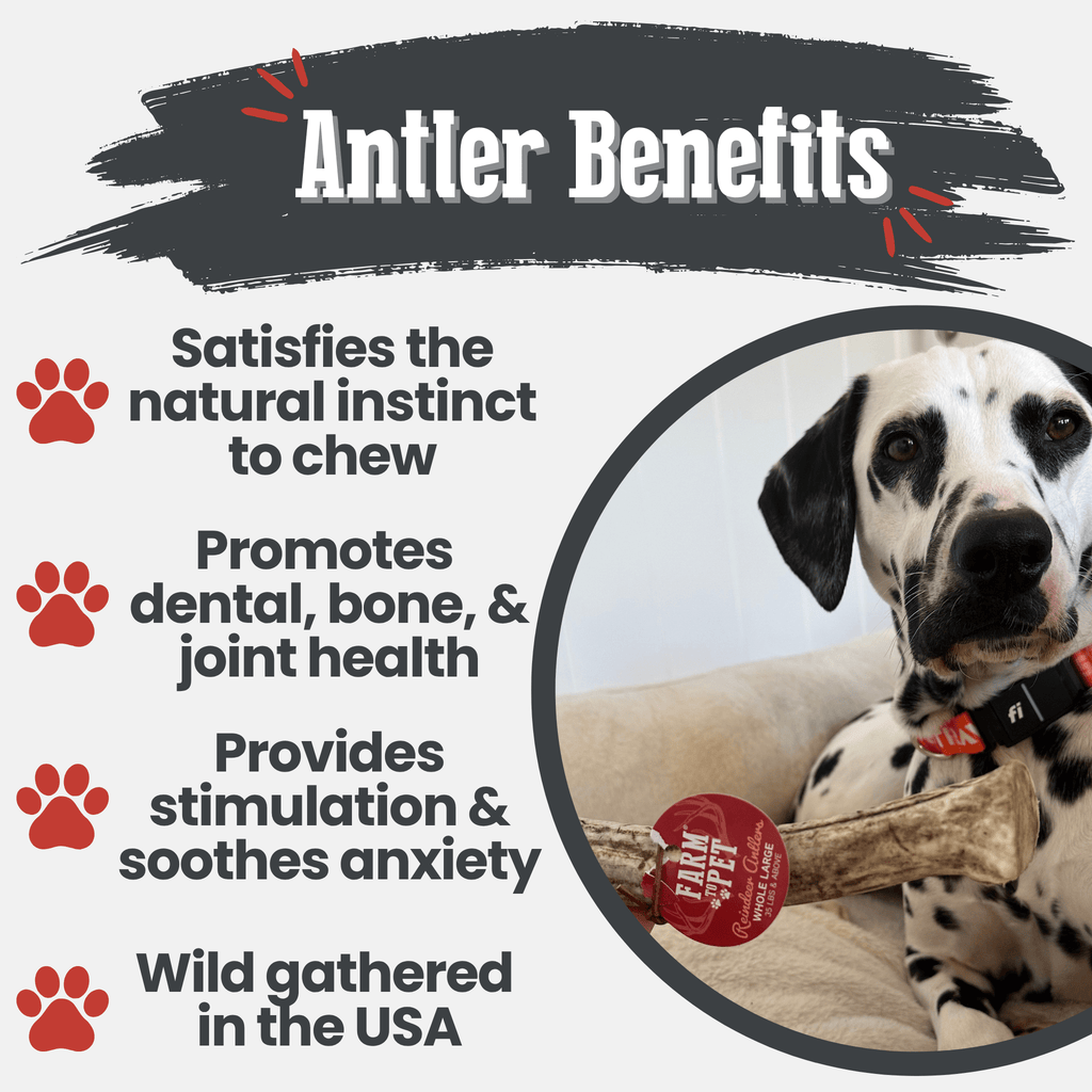 Reindeer Antler Dog Chews | Organic Chews for Dogs - Elite Pet Collective
