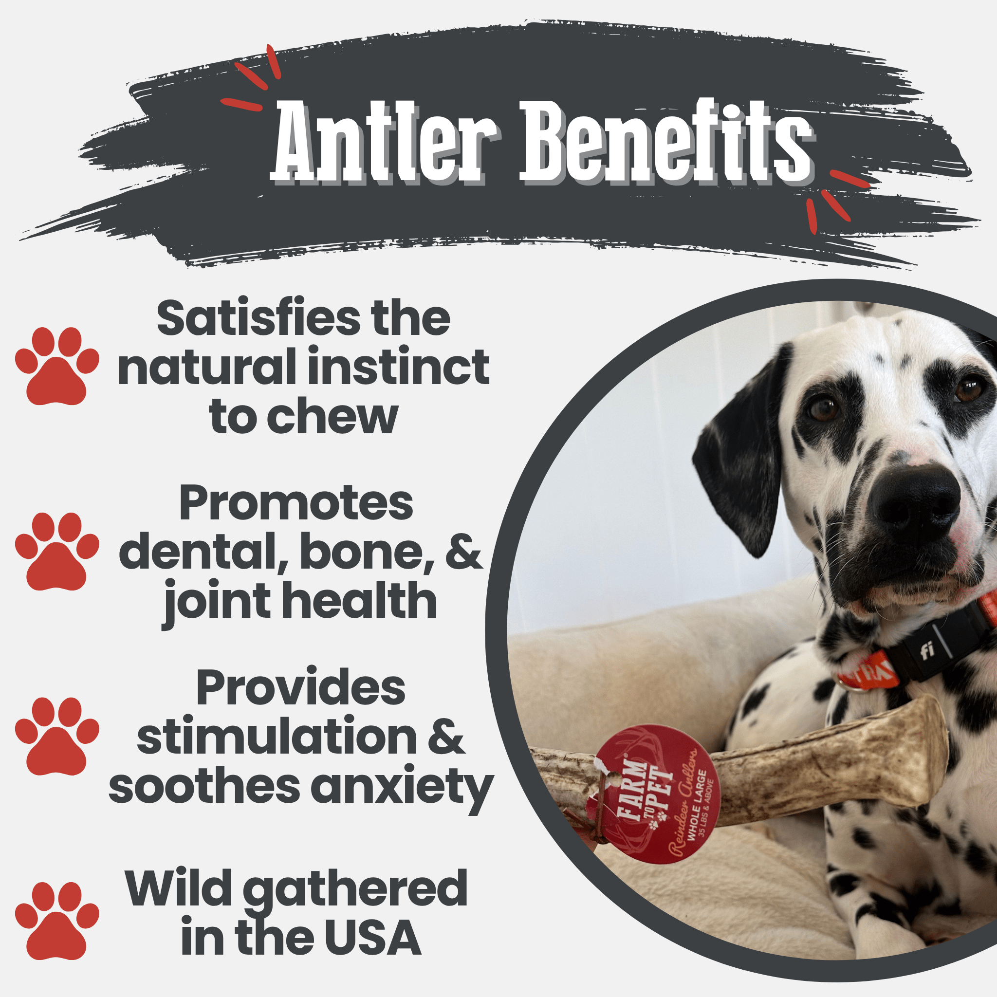 Reindeer Antler Dog Chews | Organic Chews for Dogs - Elite Pet Collective